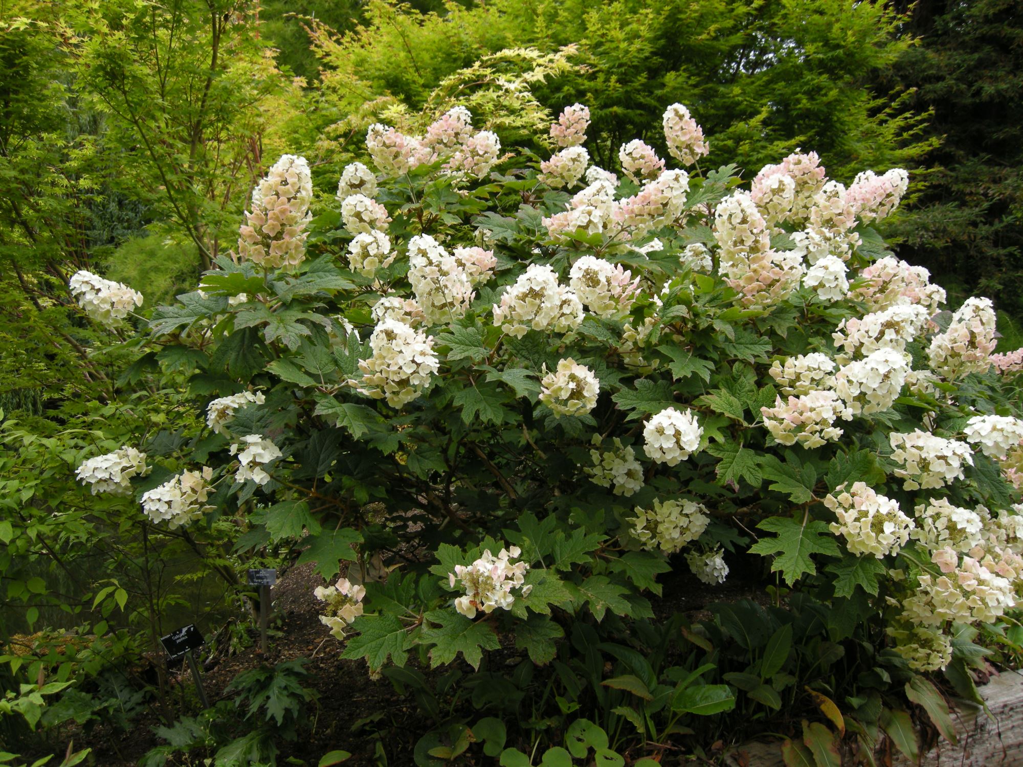 Image of Hydrangea quercifolia 'Snow Flake'