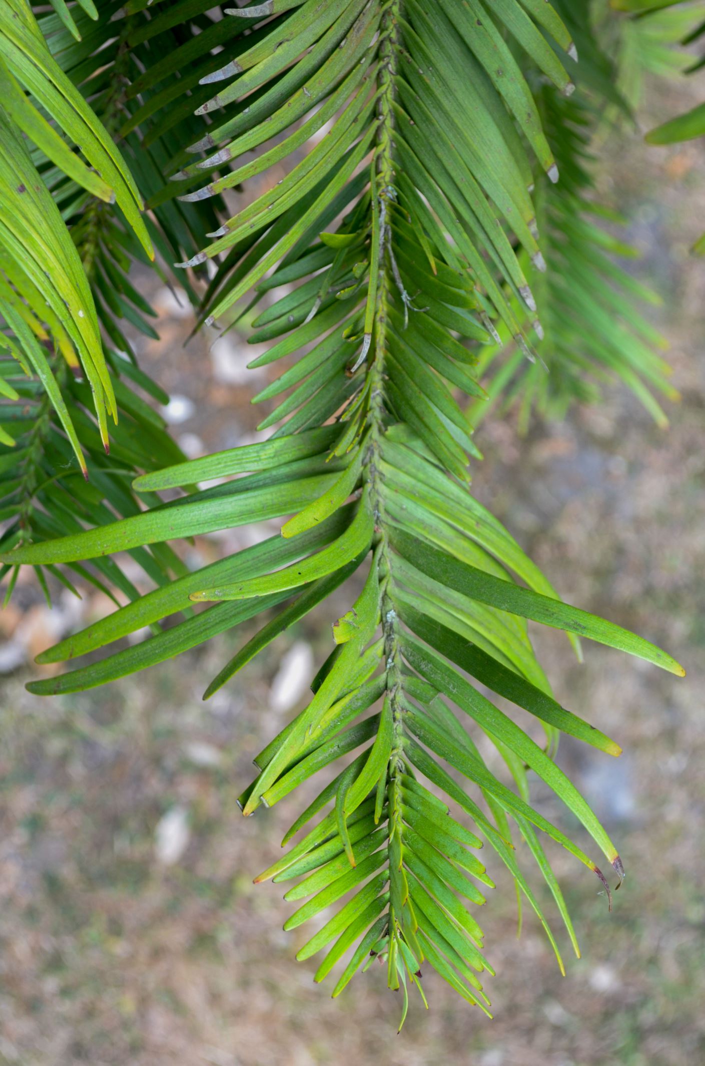 Image of Wollemia nobilis