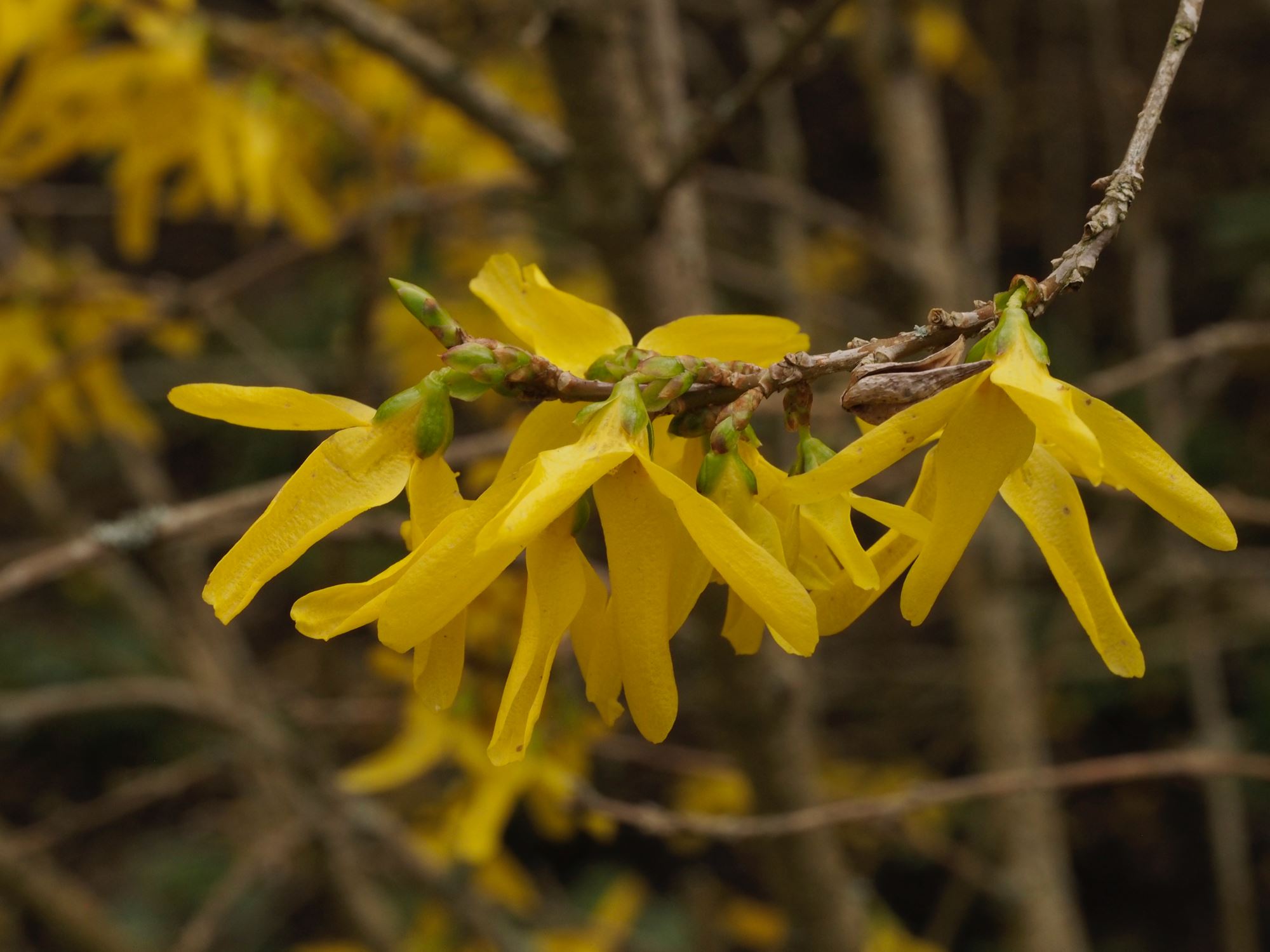 Image of Forsythia Ã— intermedia 'Spectabilis'