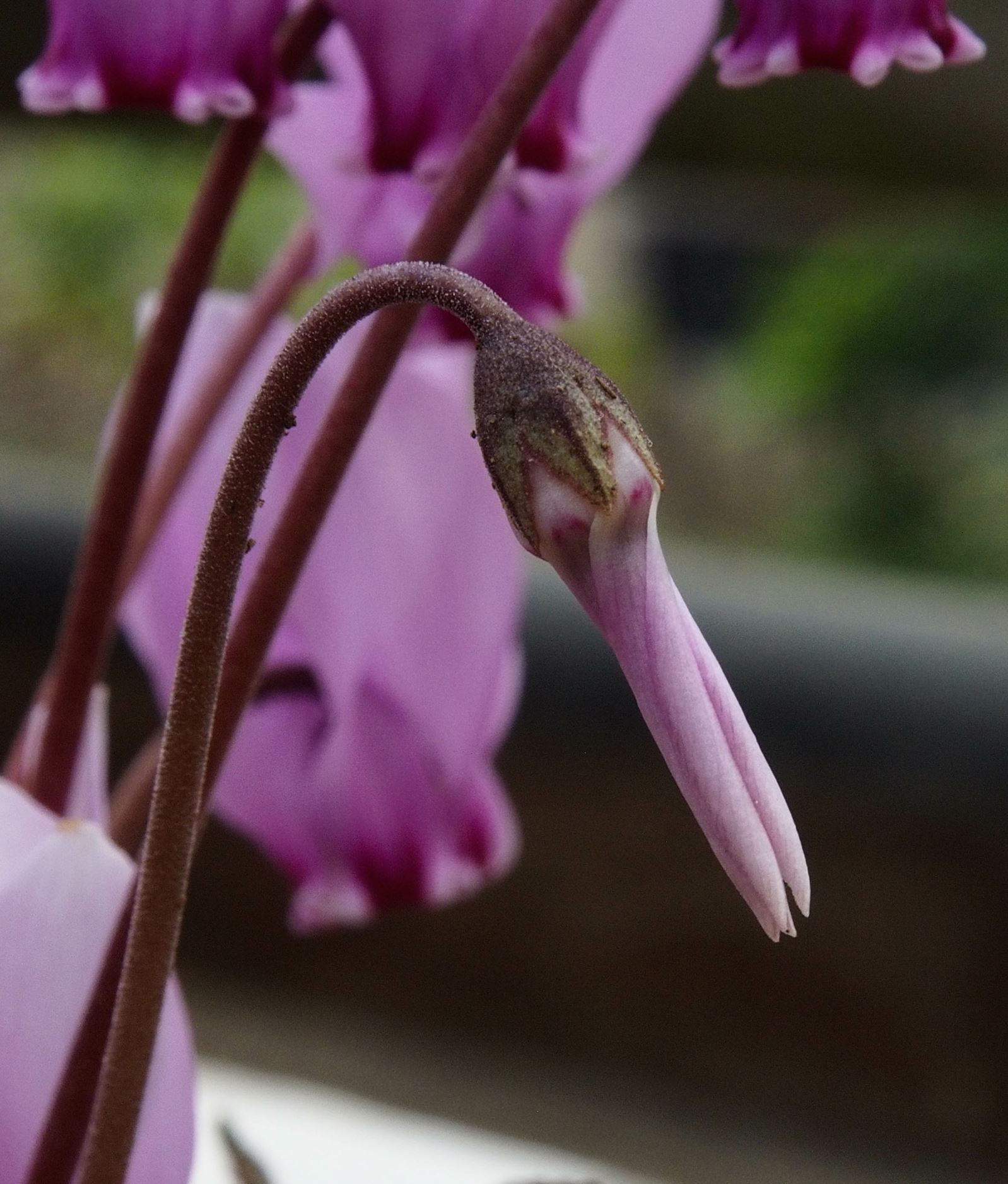 Image of Cyclamen africanum