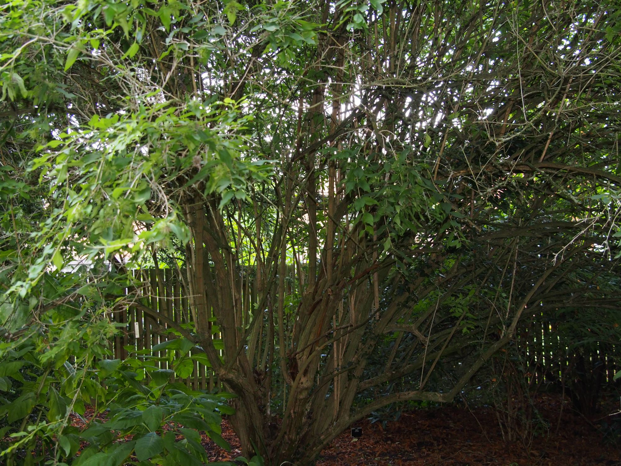 Image of Abelia triflora