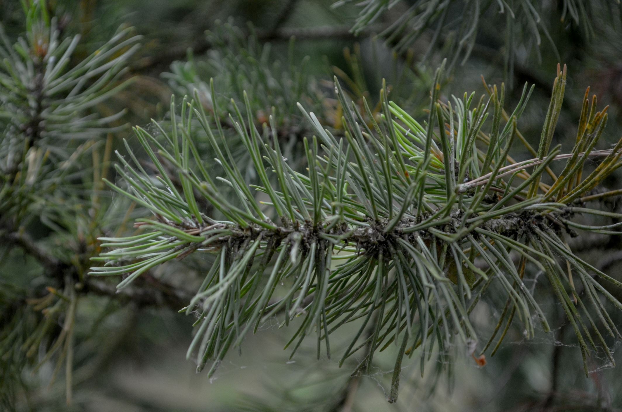 Image of Pinus mugo