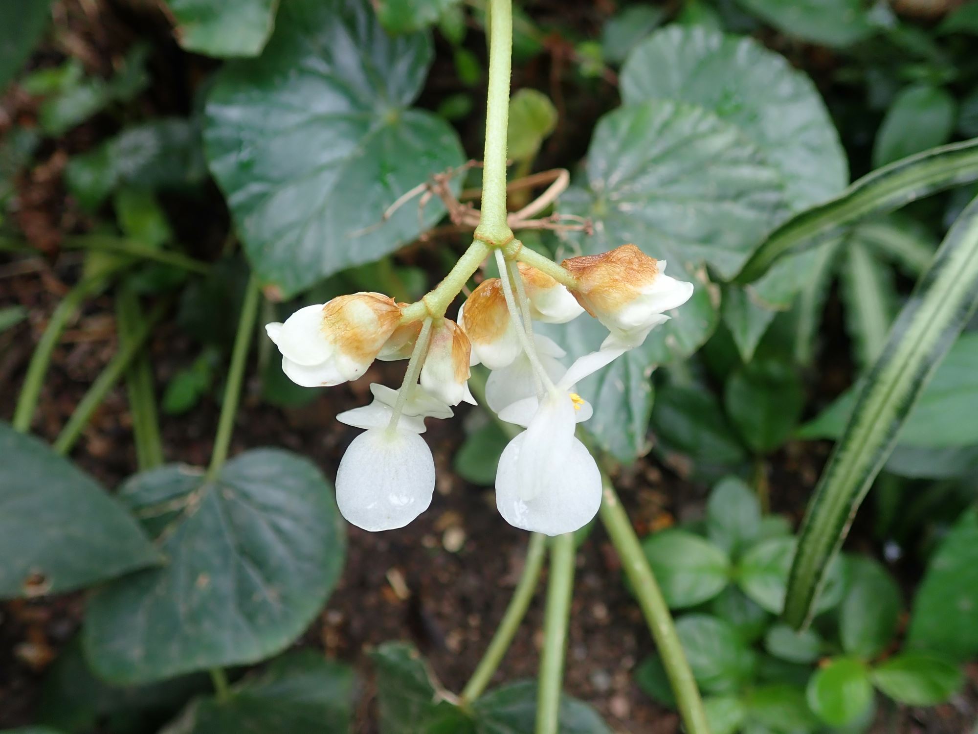 Image of Begonia sericoneura