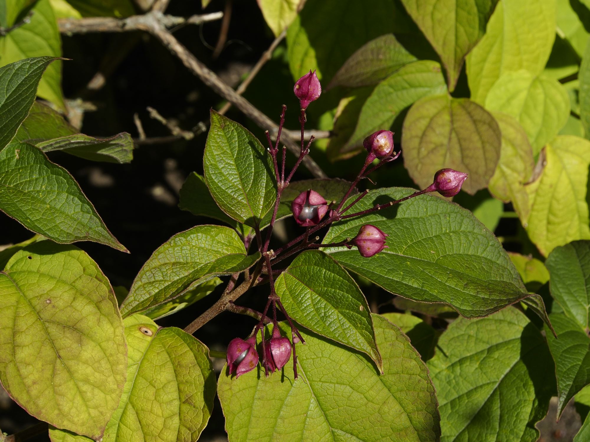Image of Clerodendrum trichotomum