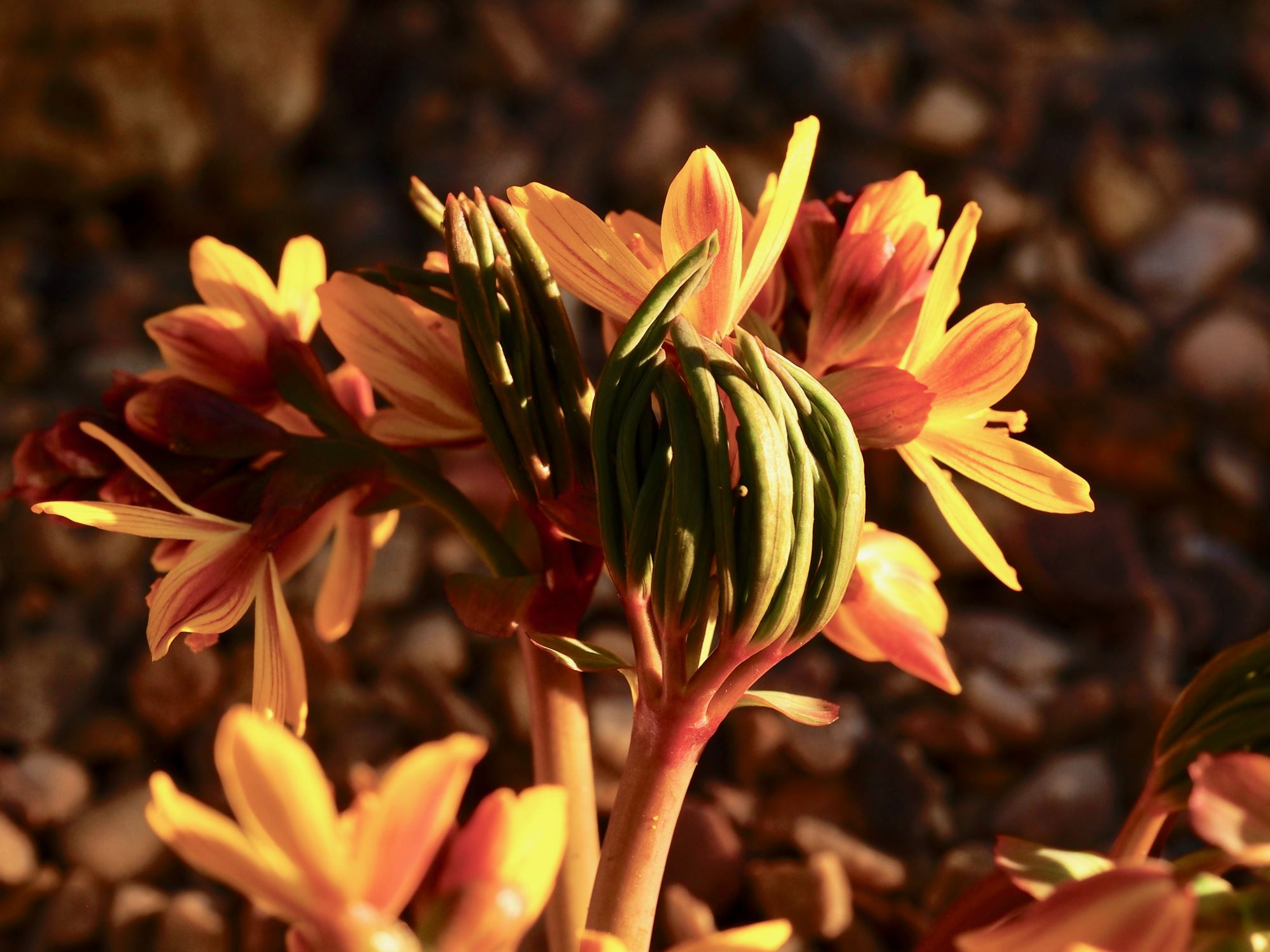 Image of Gymnospermium albertii