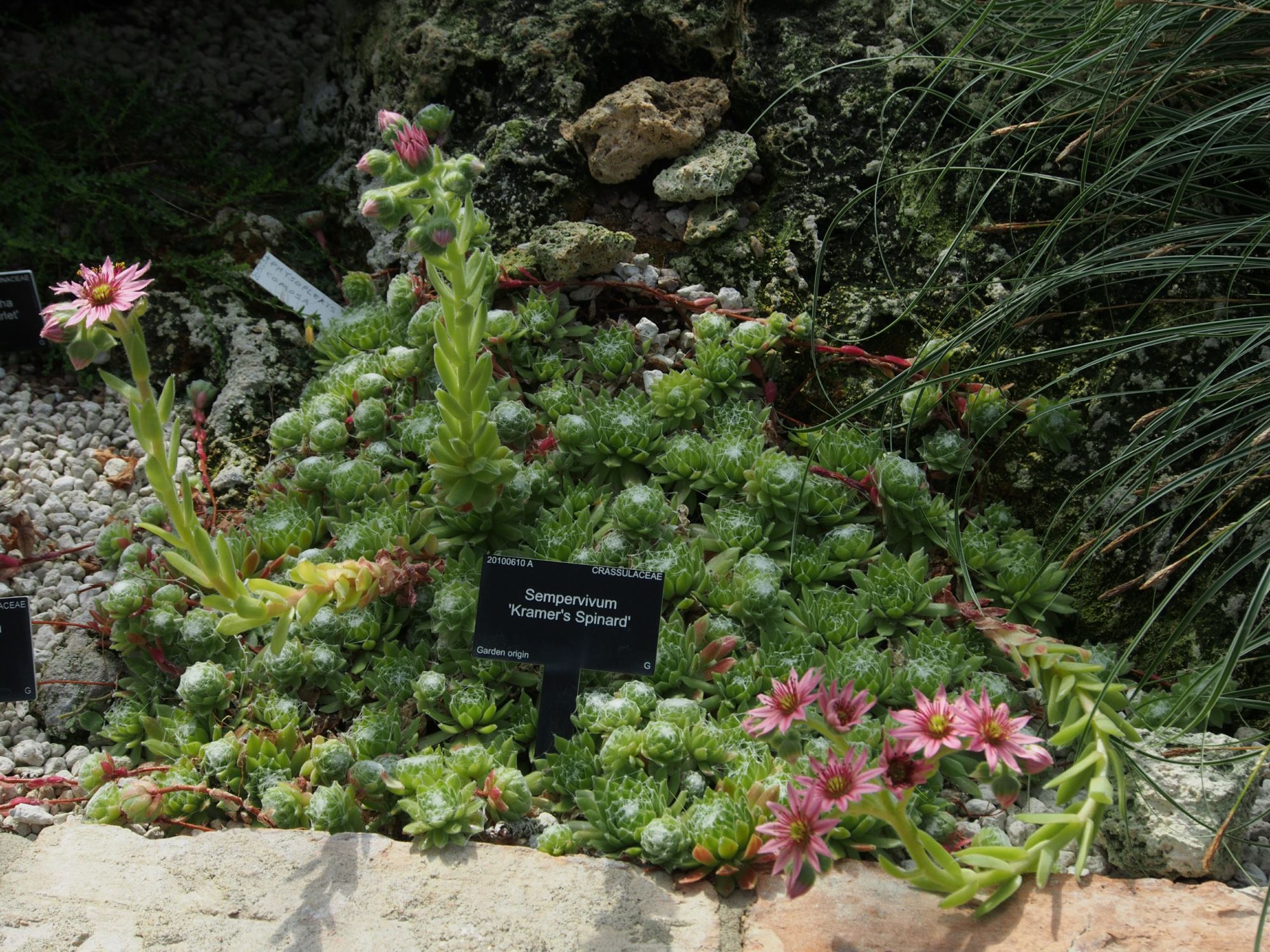 Image of Sempervivum 'Kramer's Spinard'