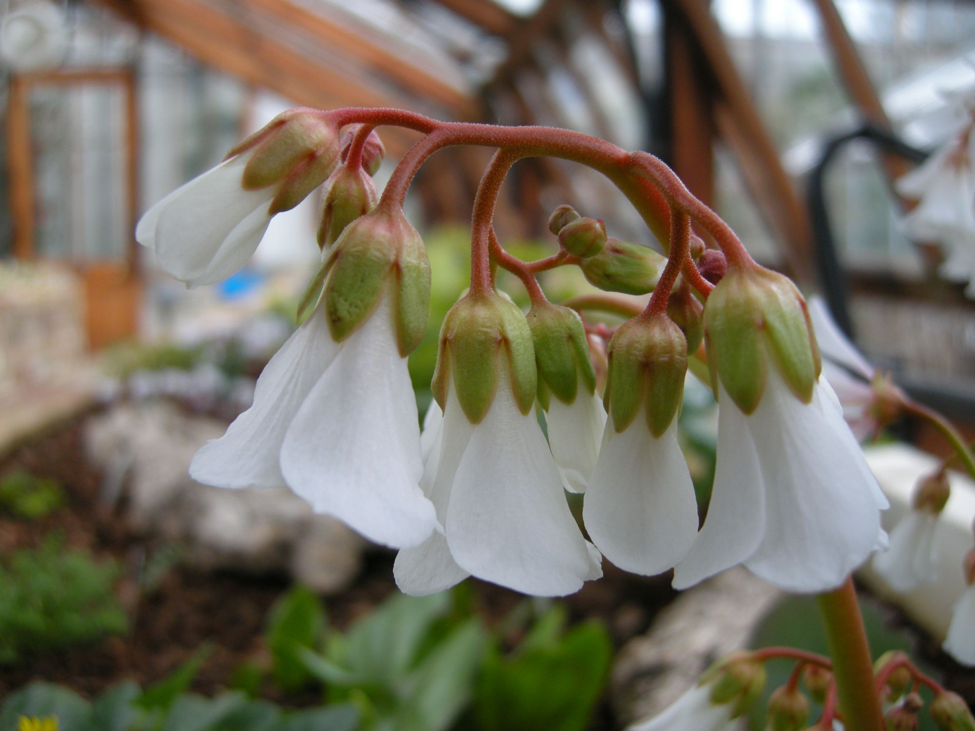 Image of Bergenia emeiensis