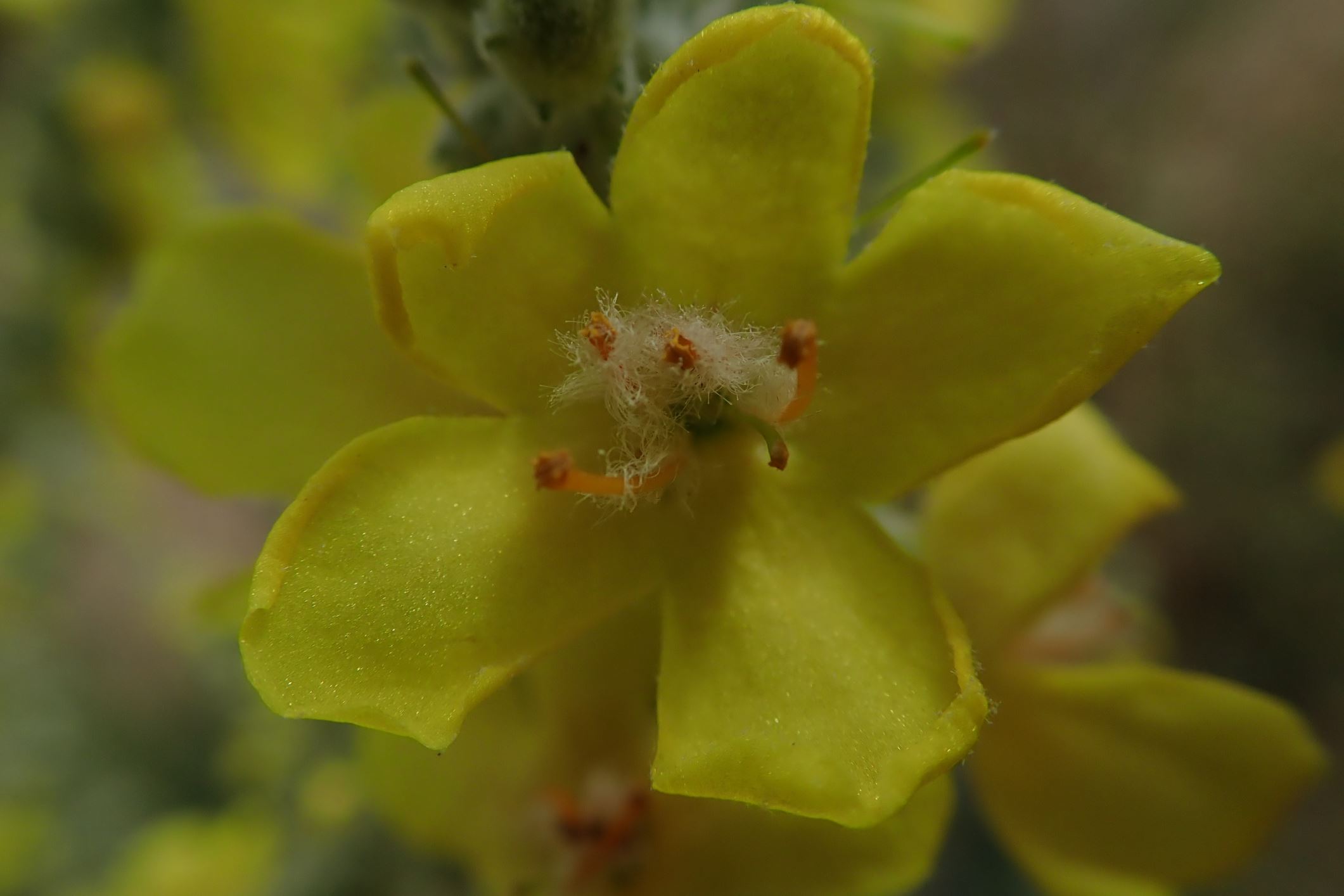 Image of Verbascum pulverulentum