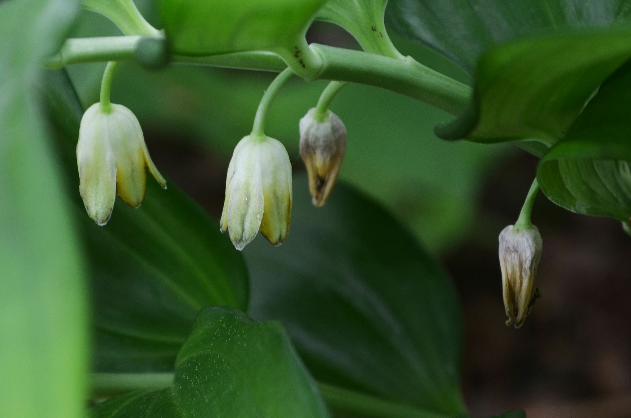 Image of Disporopsis aspersa
