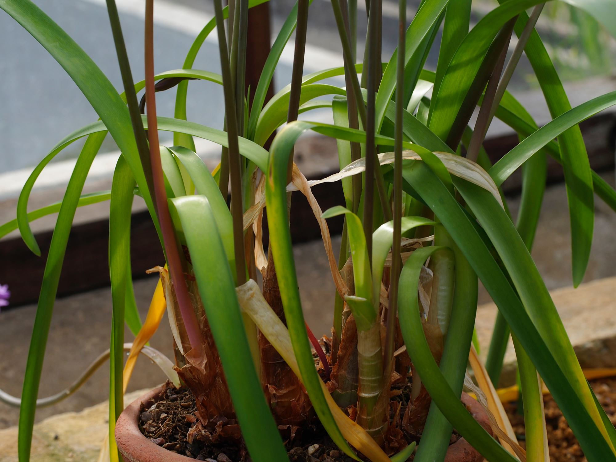 Image of Tulbaghia simmleri