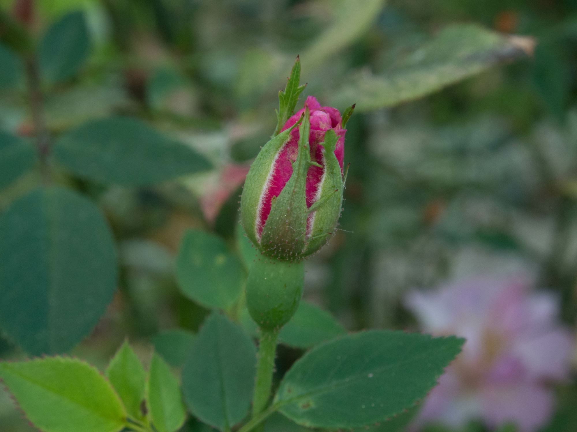 Image of Rosa 'Roulettii'