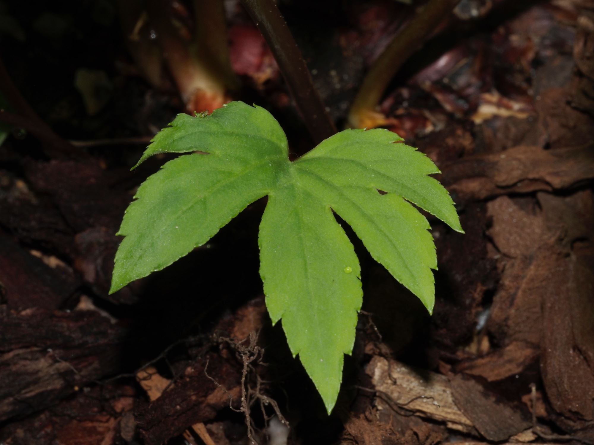 Image of Mukdenia rossii