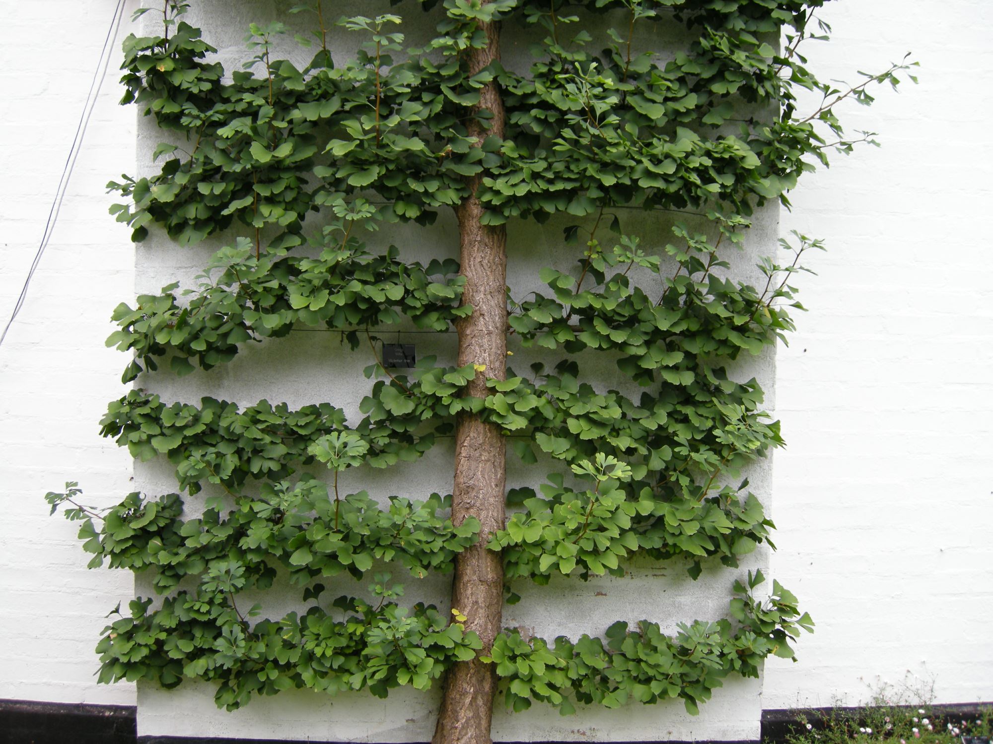 Image of Ginkgo biloba