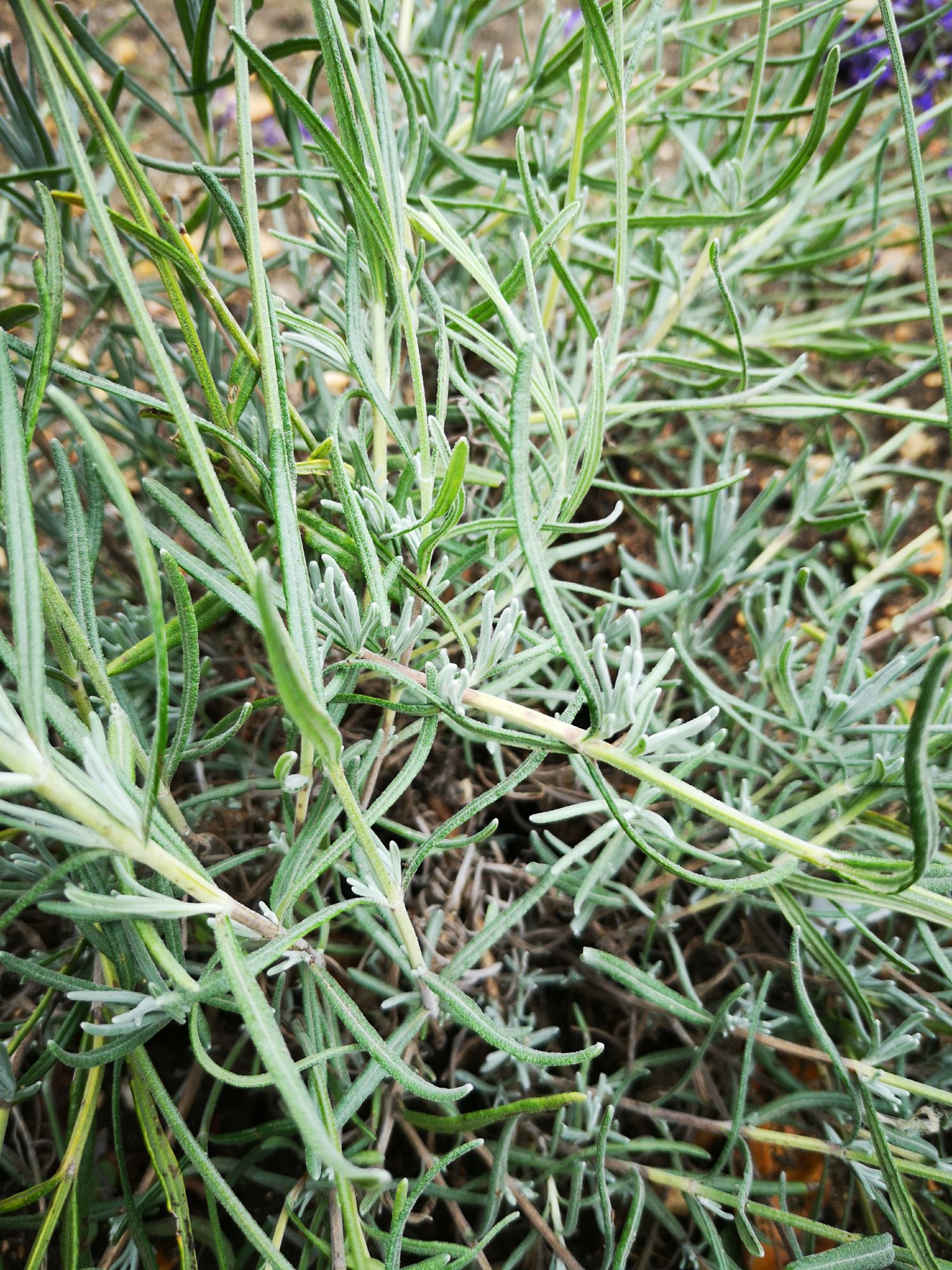 Image of Lavandula angustifolia 'Bridestowe Phillipa'