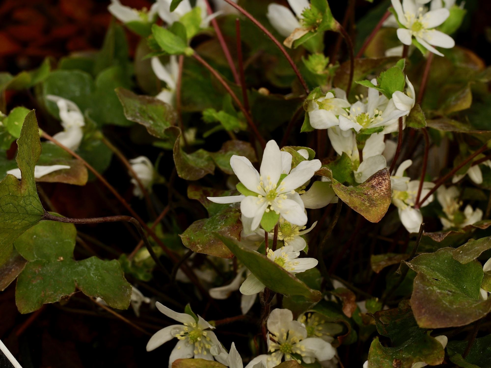 Image of Hepatica nobilis