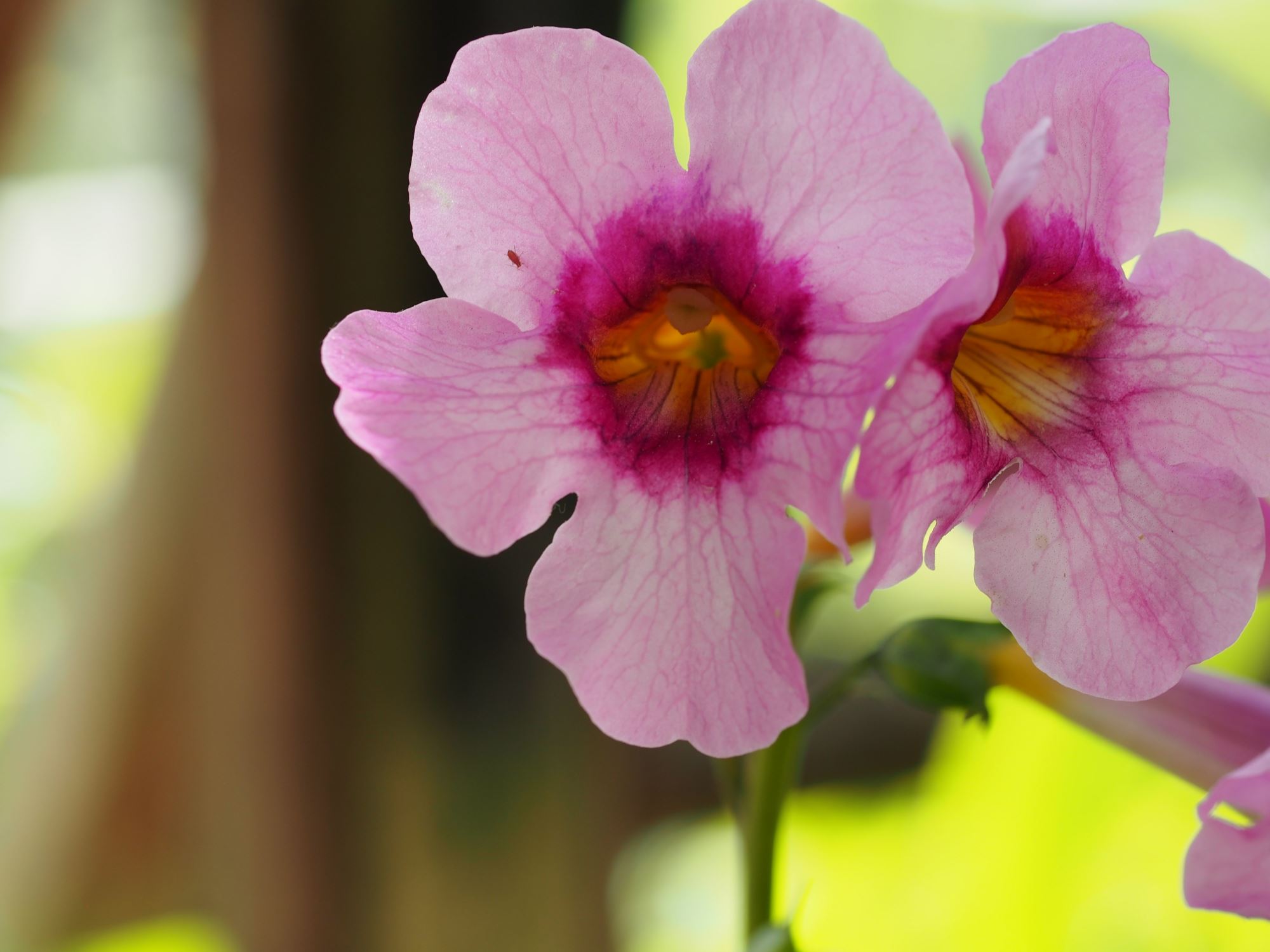 Image of Incarvillea forrestii