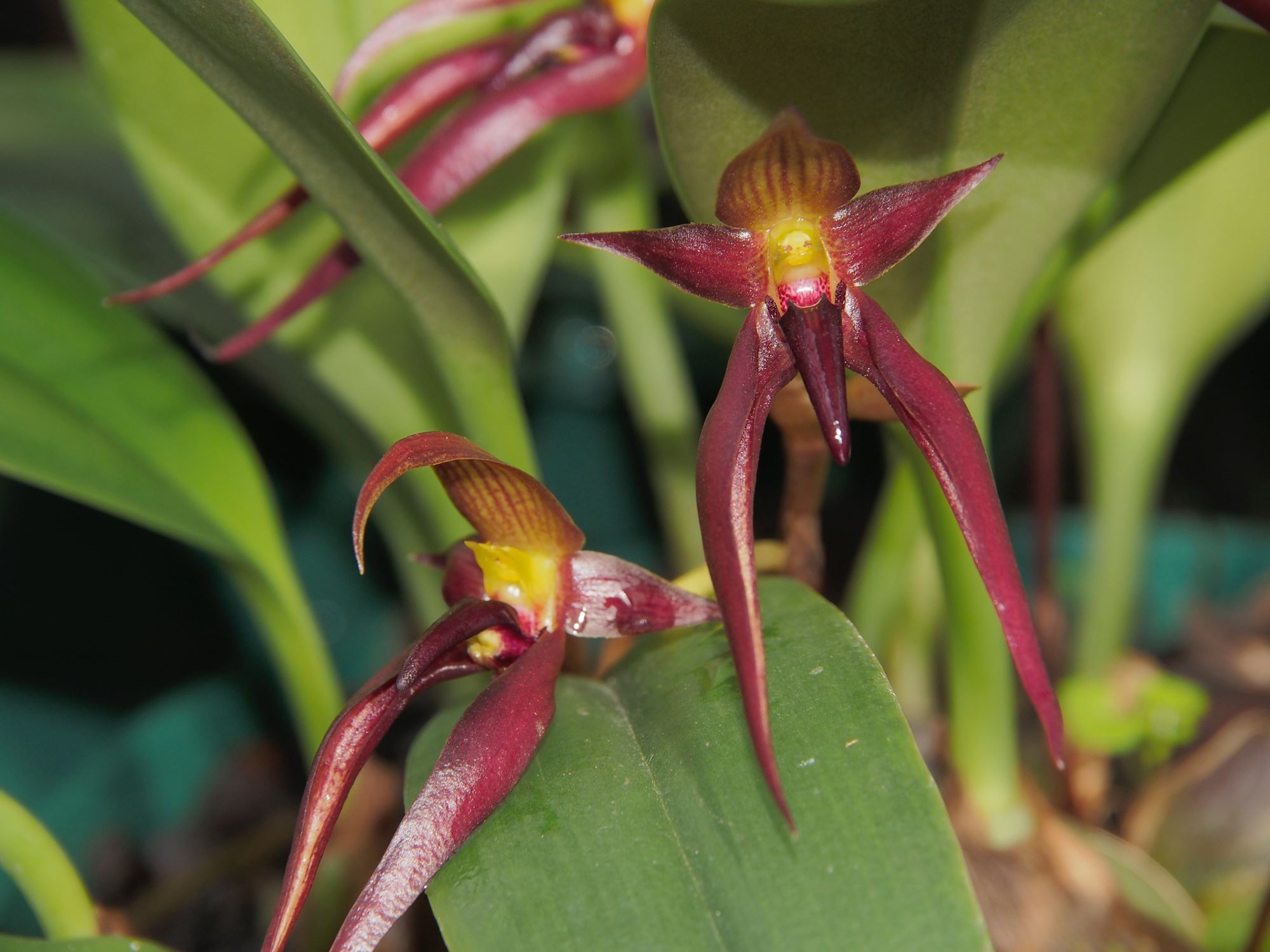 Image of Bulbophyllum mearnsii