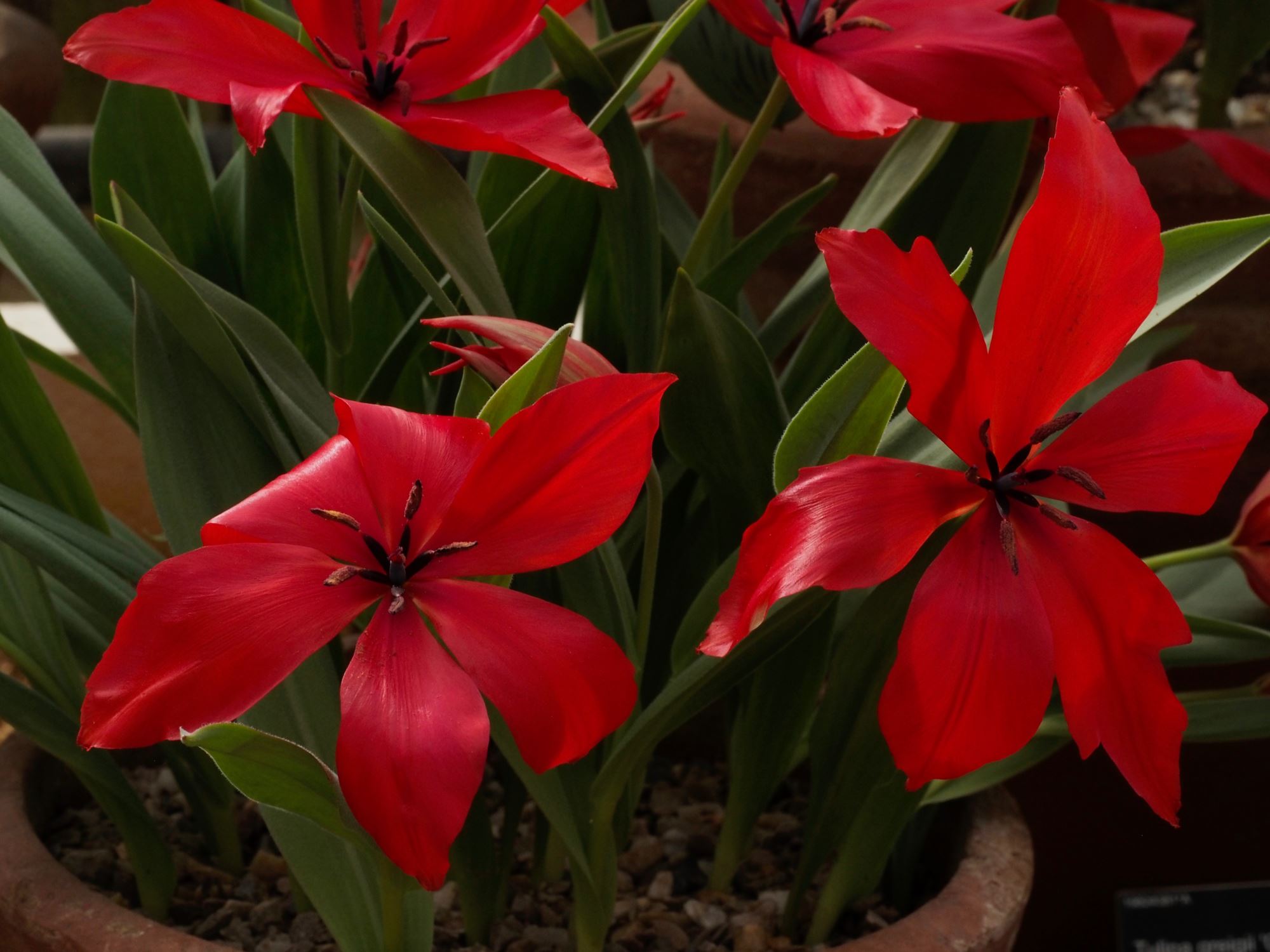 Image of Tulipa praestans 'Regel's Variety'