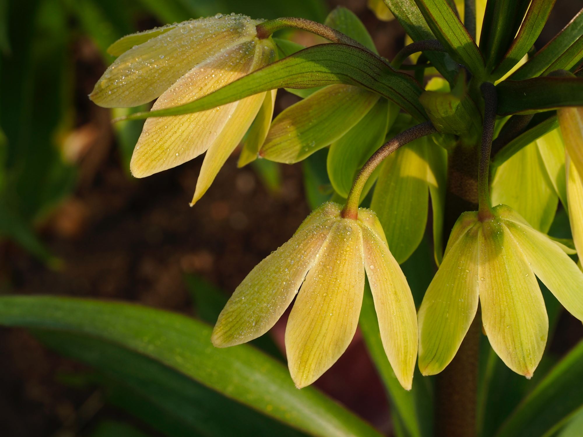 Image of Fritillaria raddeana