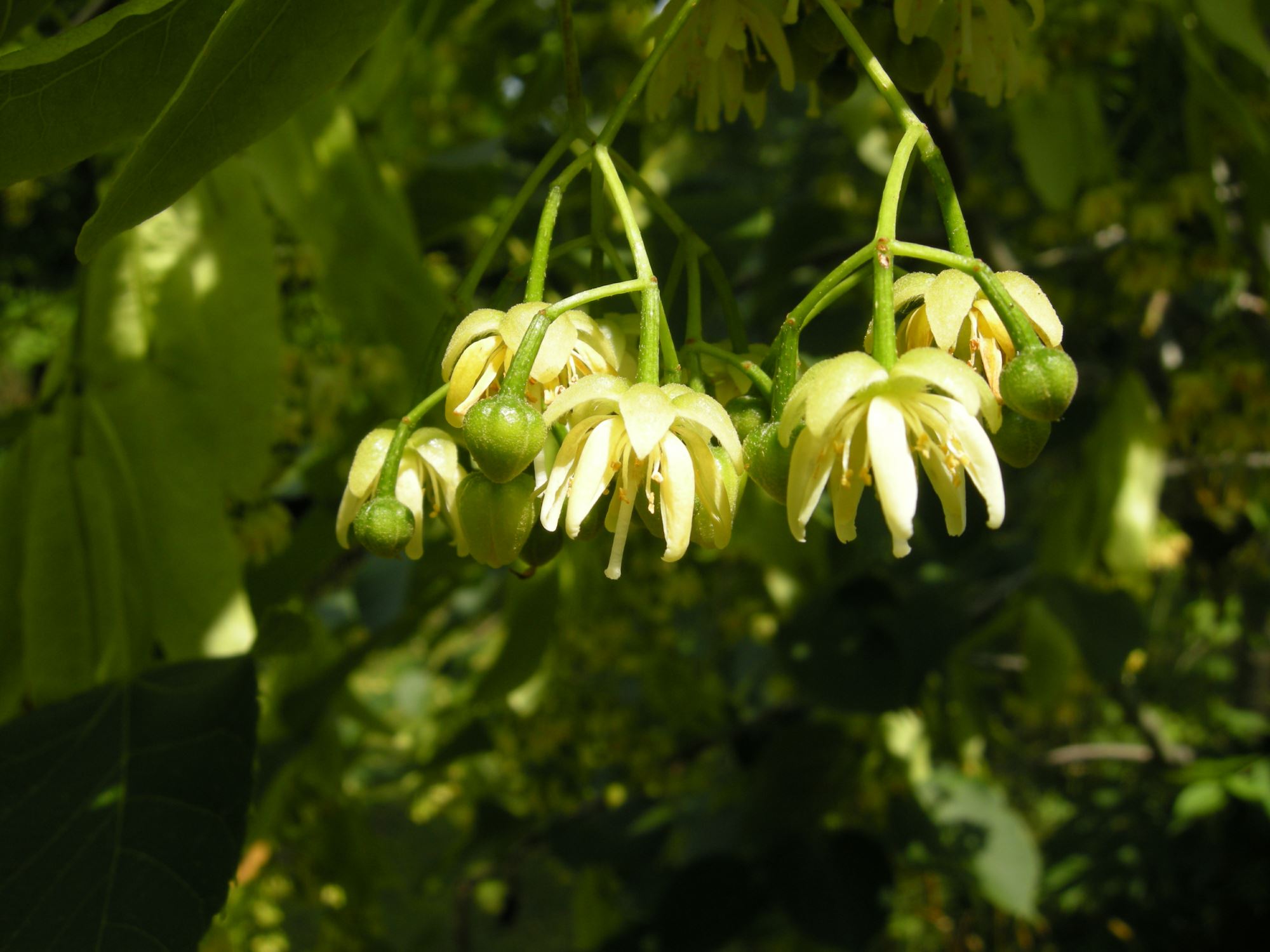 Image of Tilia nobilis