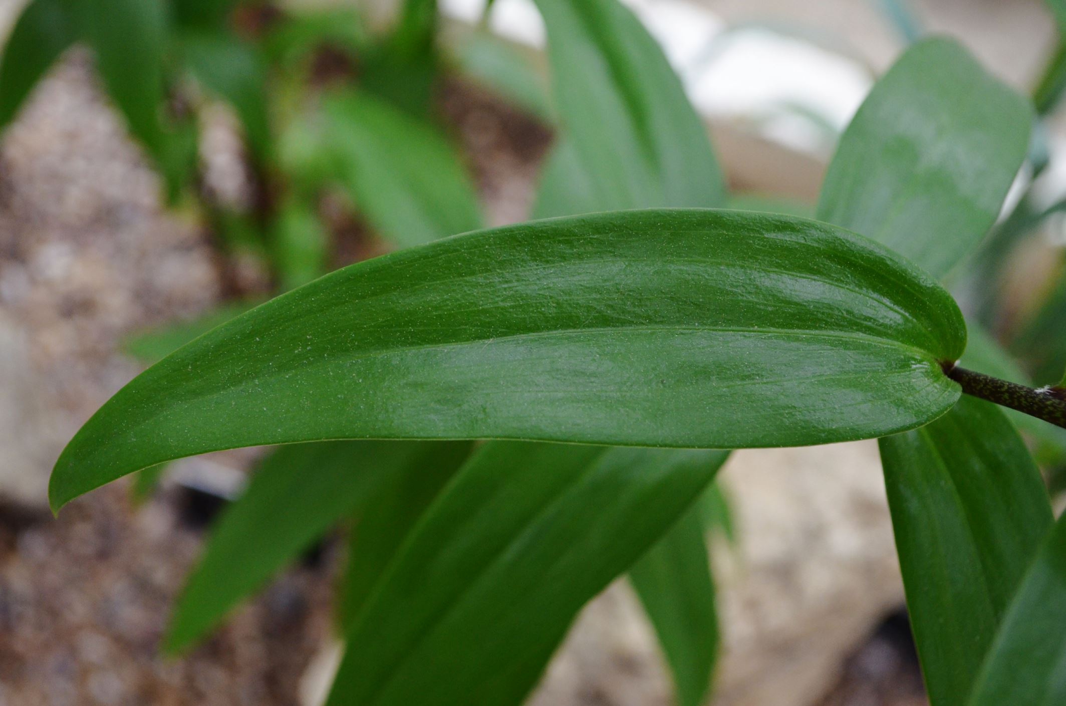 Image of Lilium henryi