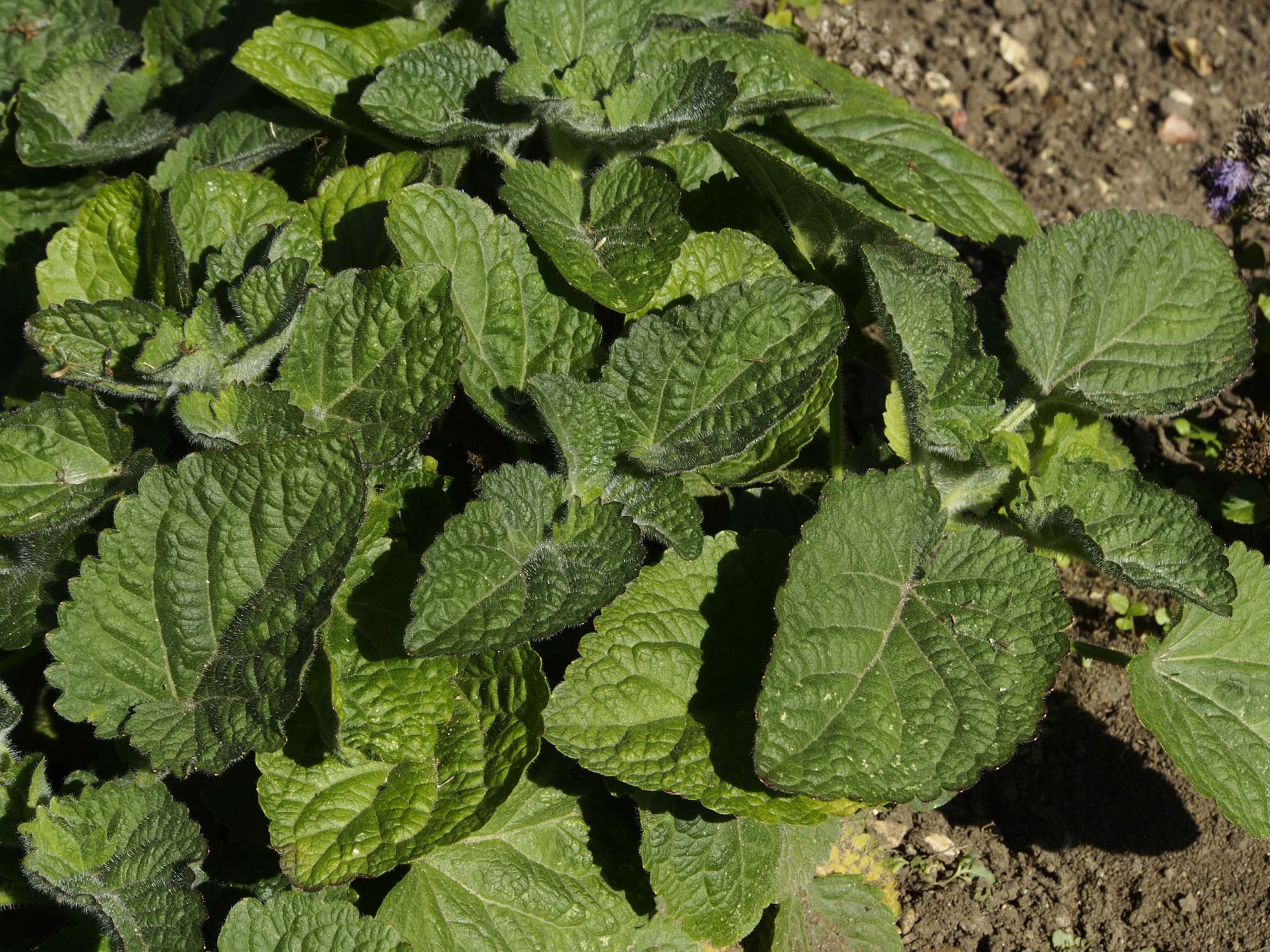 Image of Ageratum houstonianum 'Blue Bouquet'