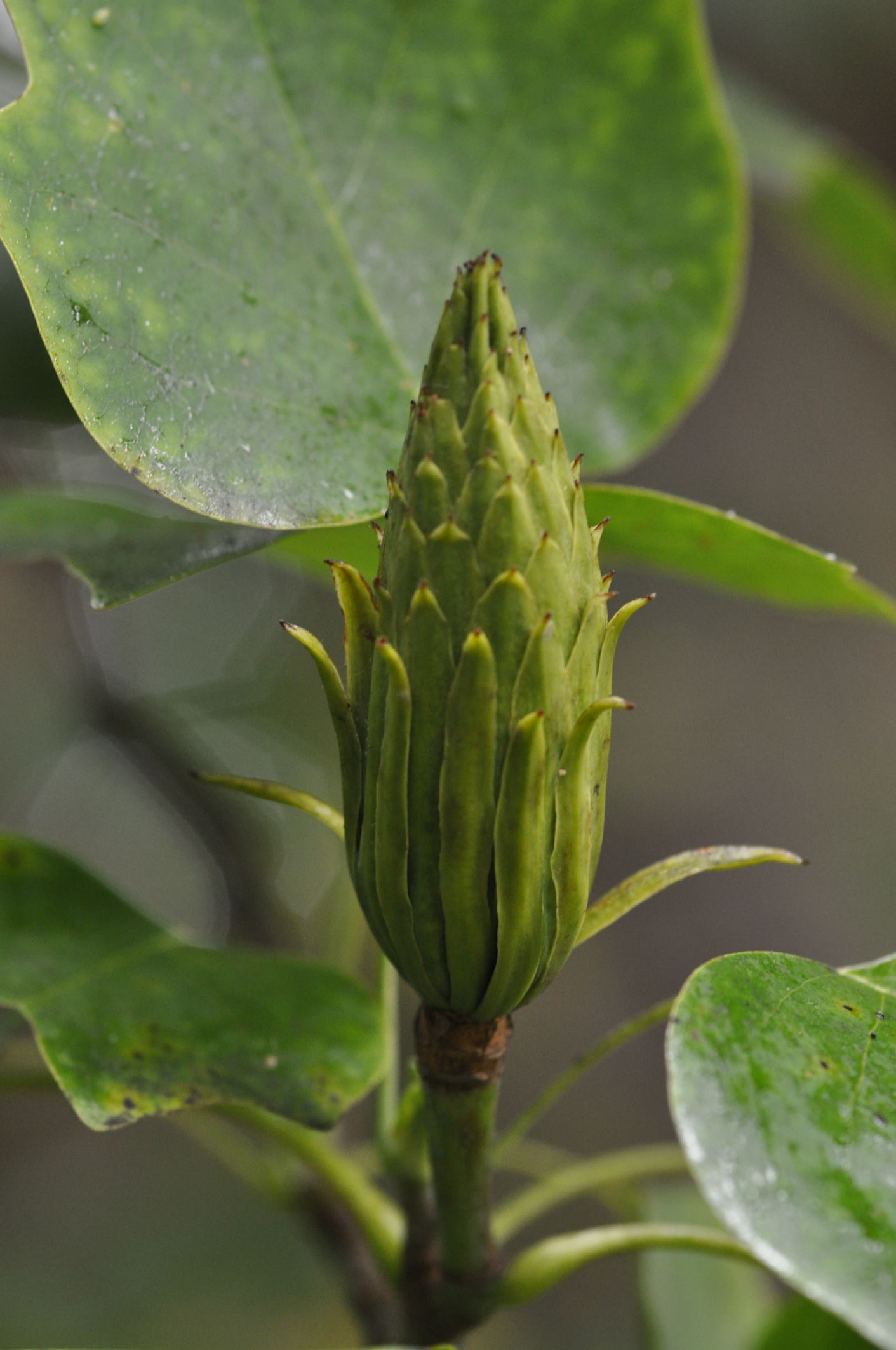 Image of Liriodendron tulipifera