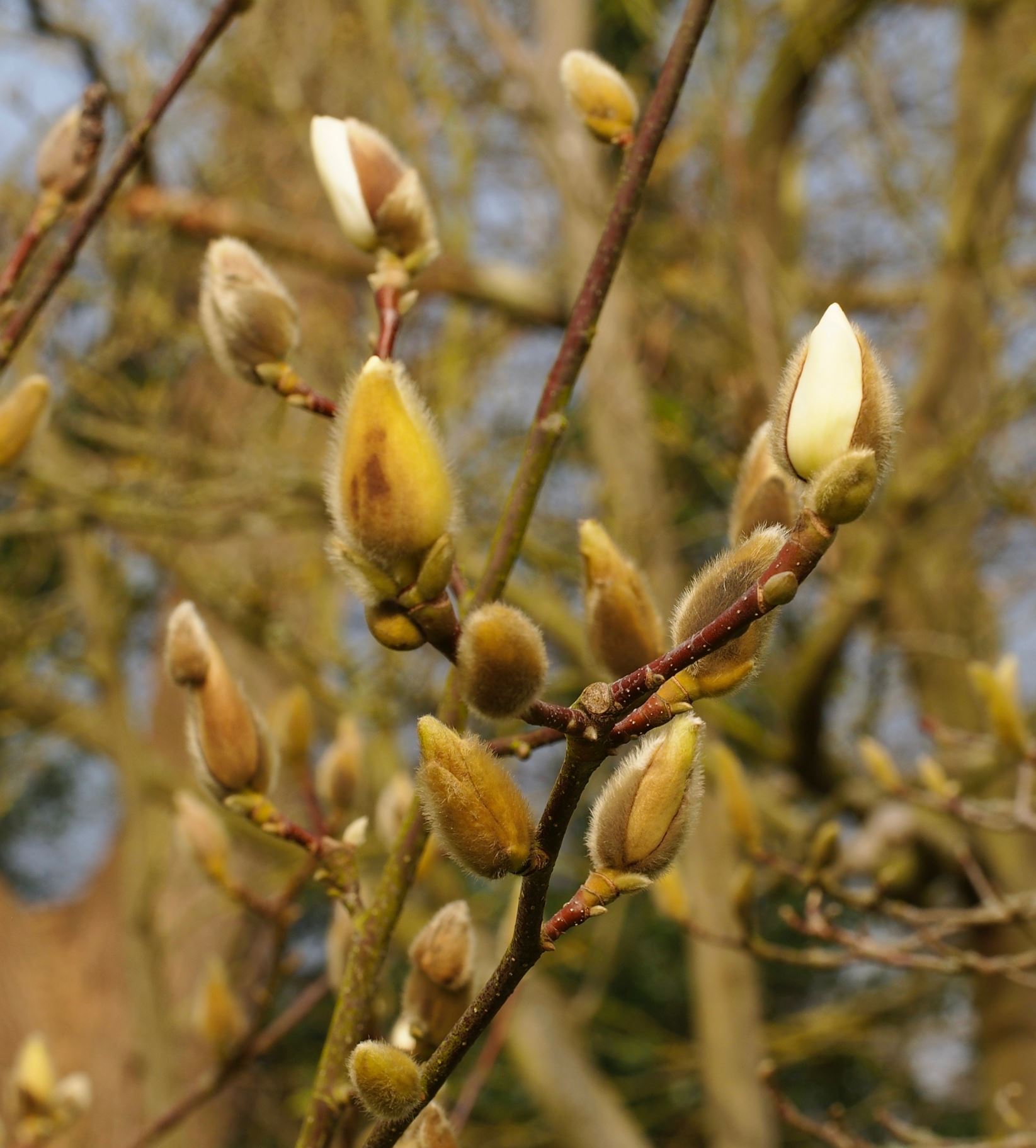 Image of Magnolia denudata