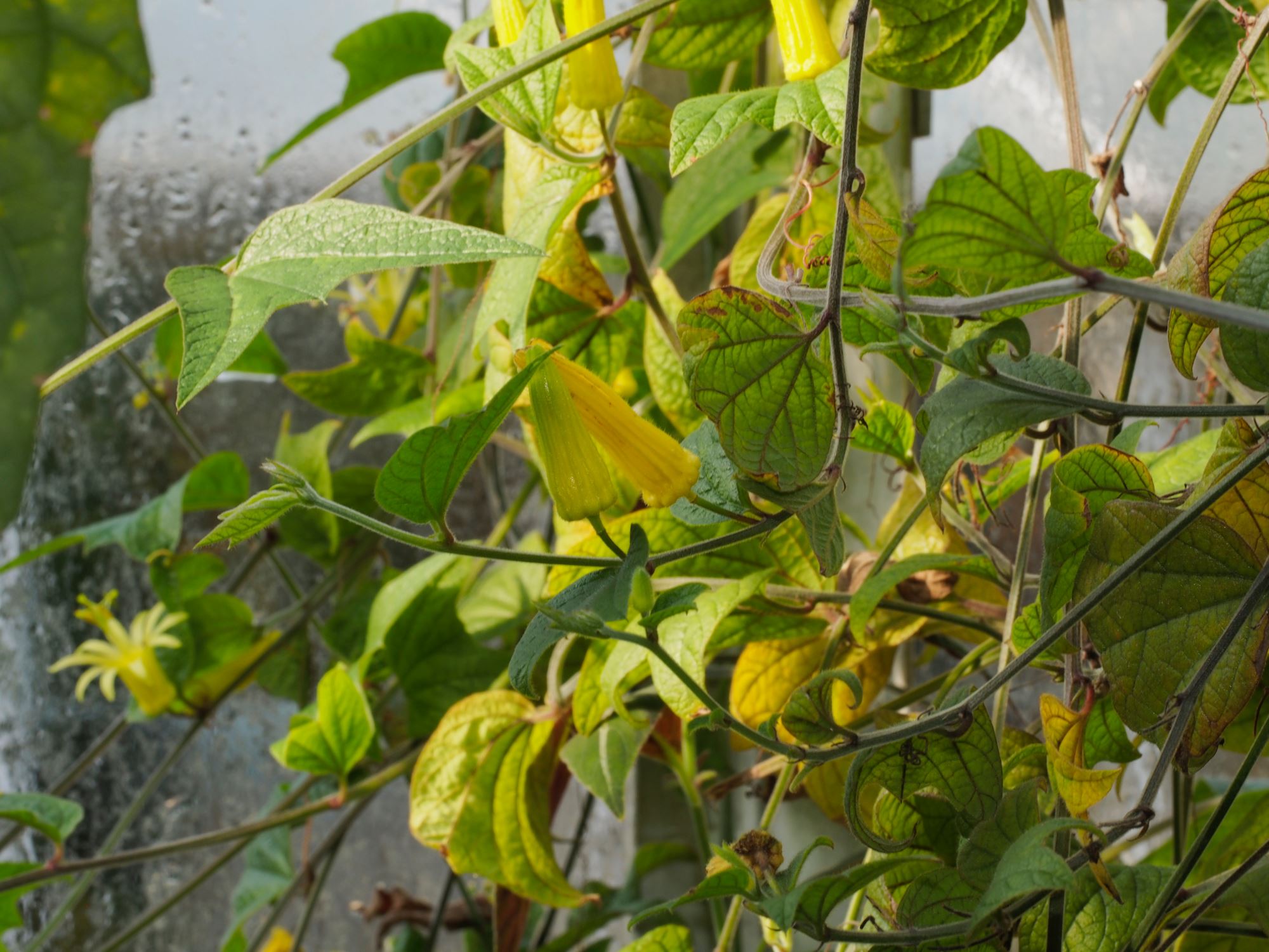 Image of Passiflora citrina