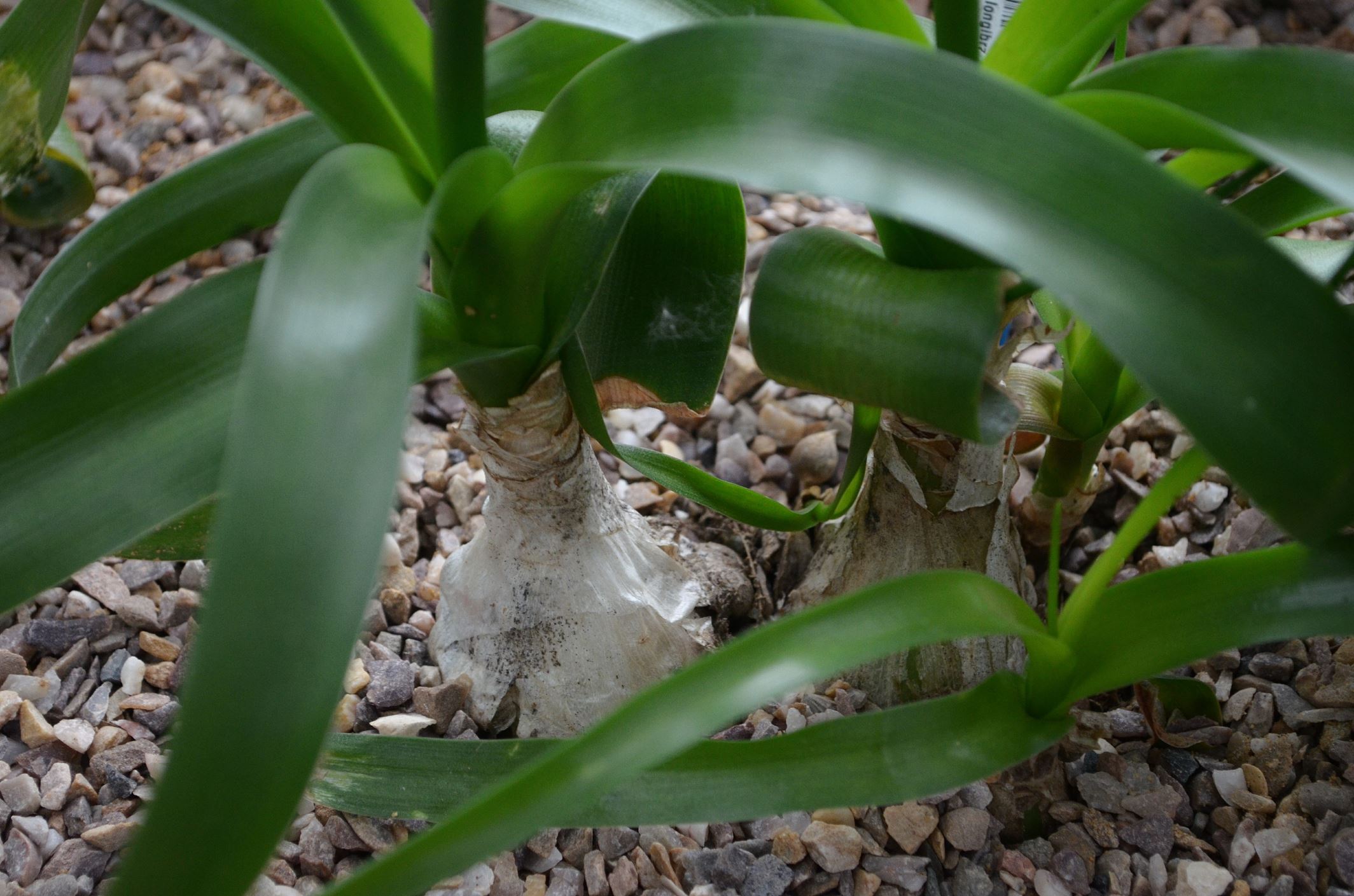 Image of Albuca bracteata