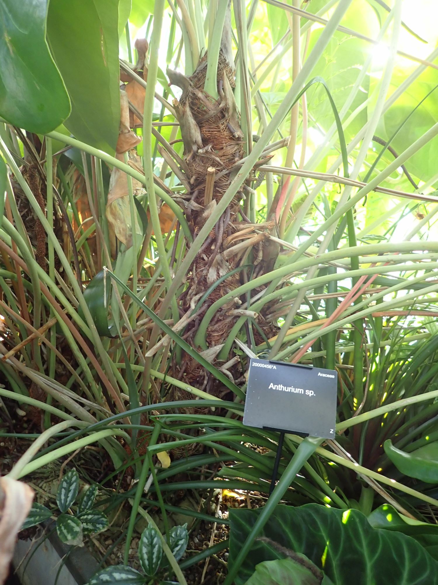 Image of Anthurium verapazense