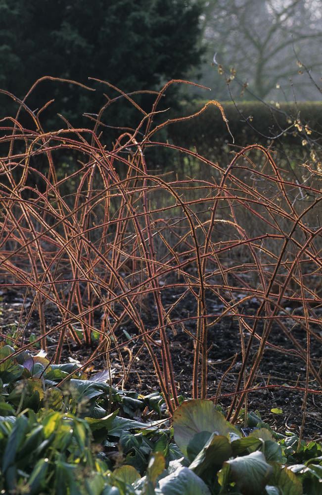 Image of Rubus phoenicolasius