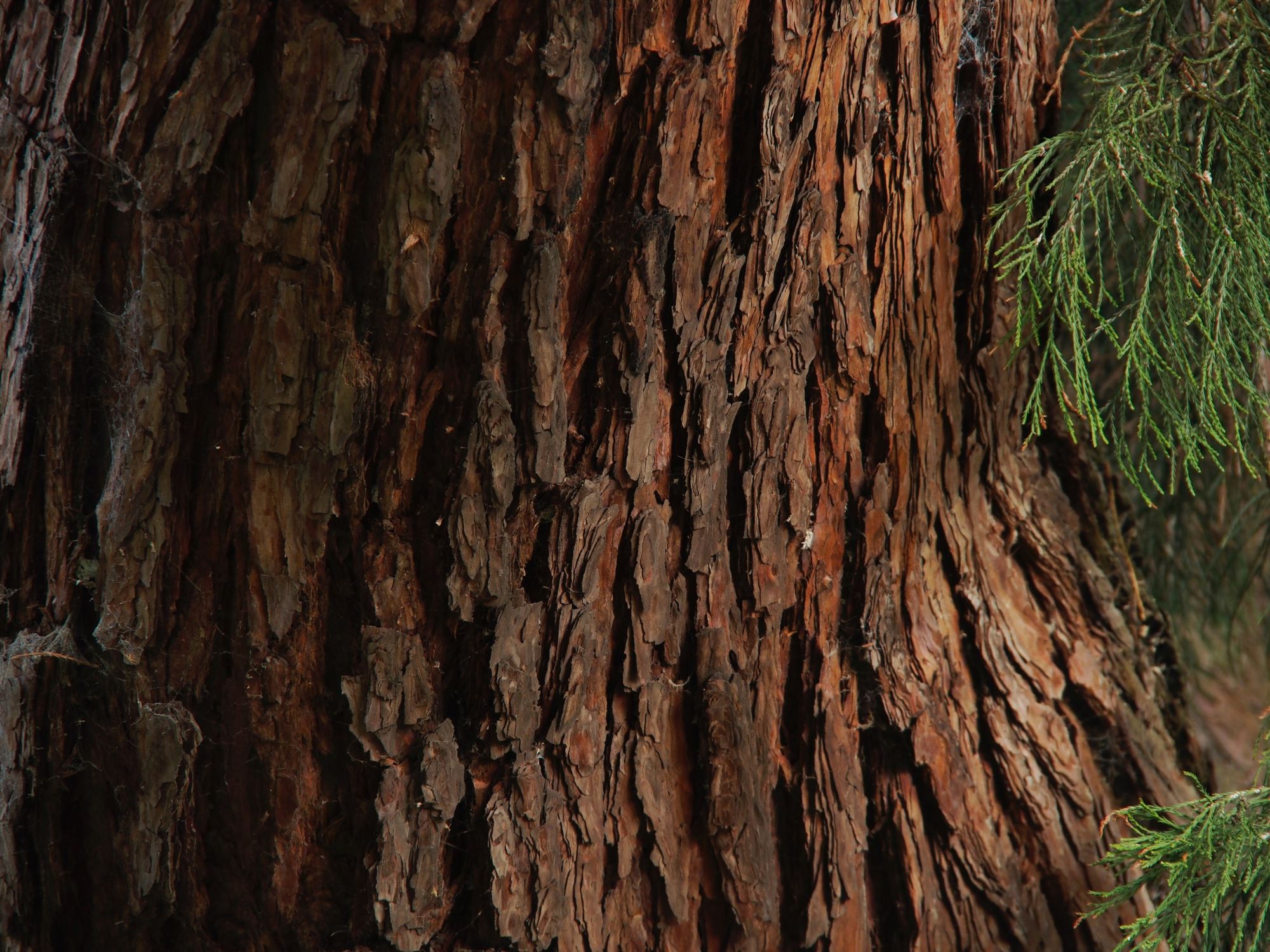 Image of Sequoiadendron giganteum
