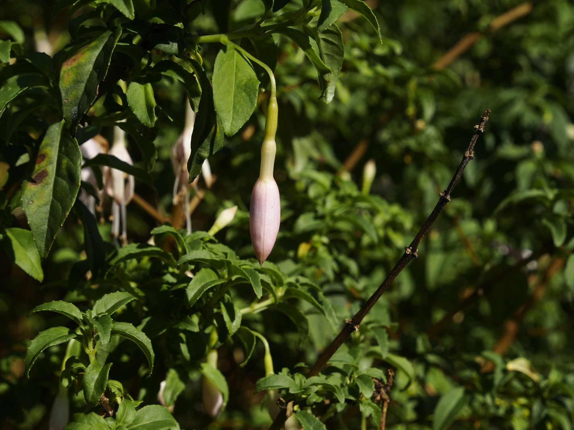Image of Fuchsia magellanica var. molinae