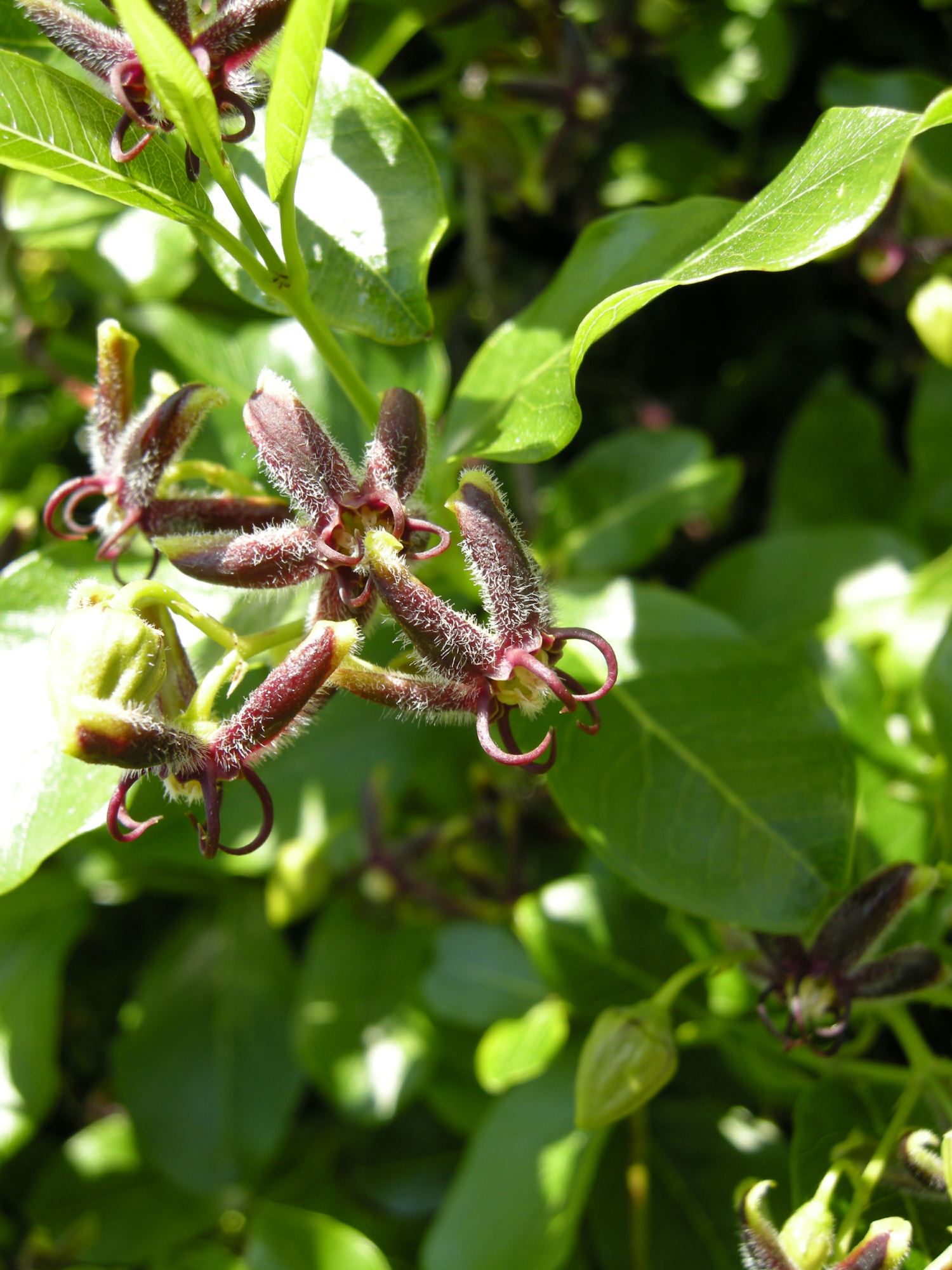 Image of Periploca graeca