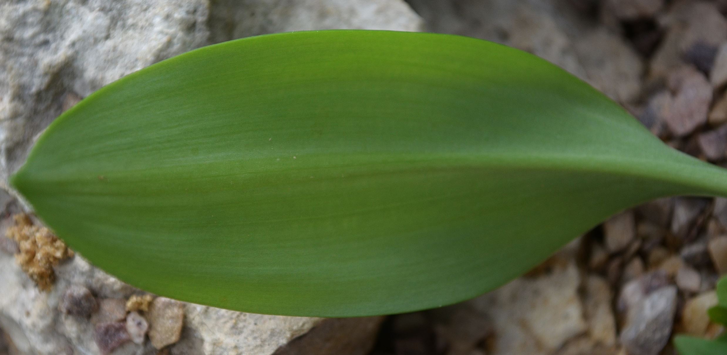 Image of Eucrosia mirabilis