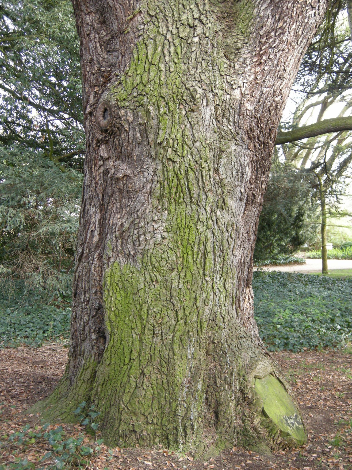 Image of Cedrus libani