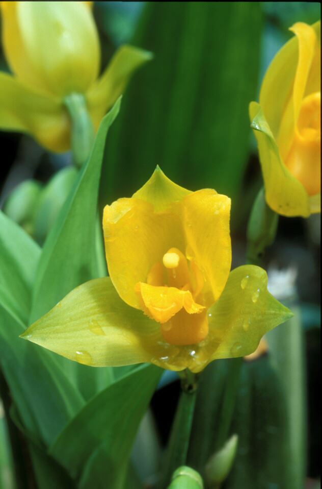 Image of Lycaste suaveolens