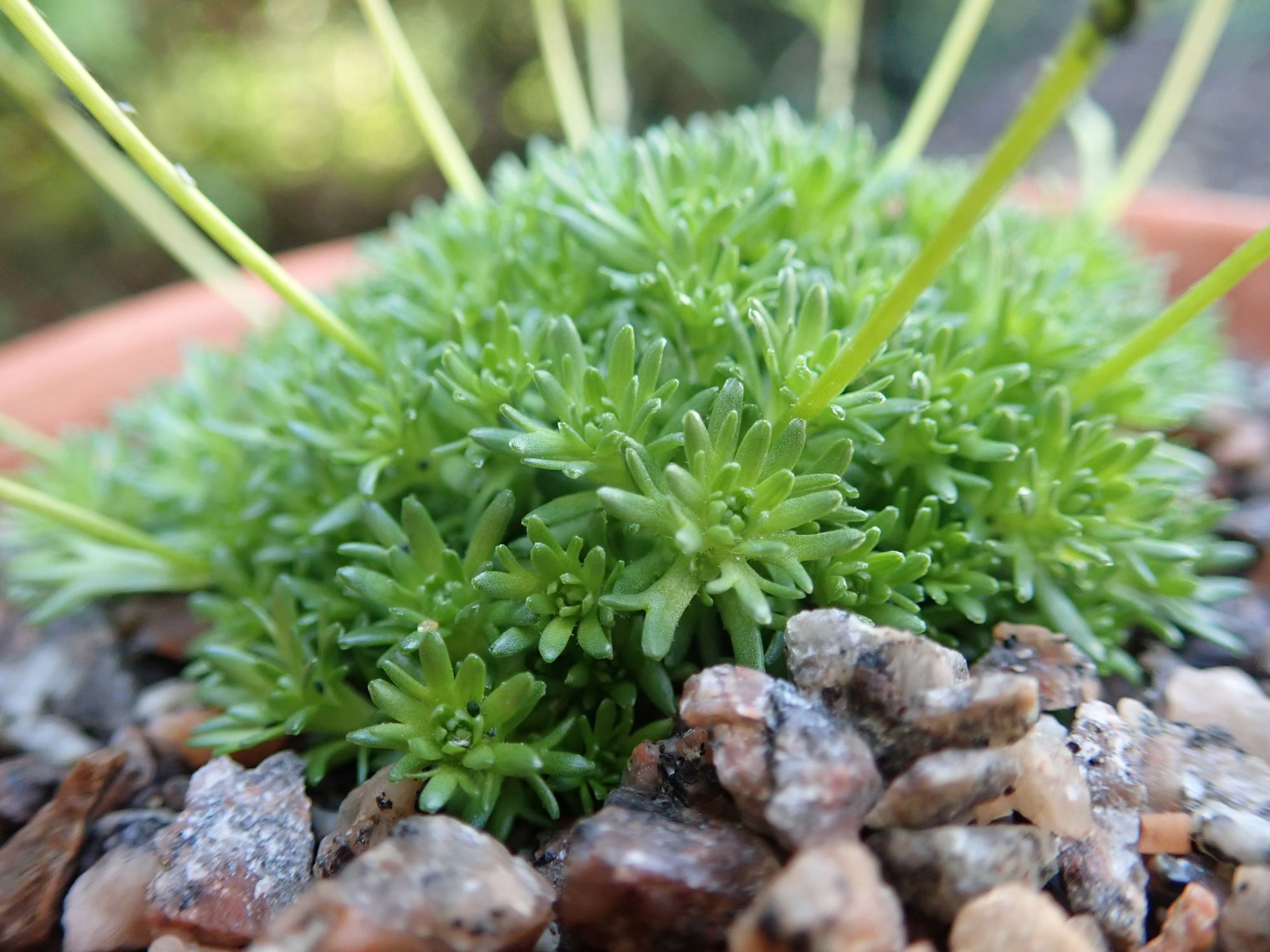 Image of Saxifraga exarata subsp. moschata