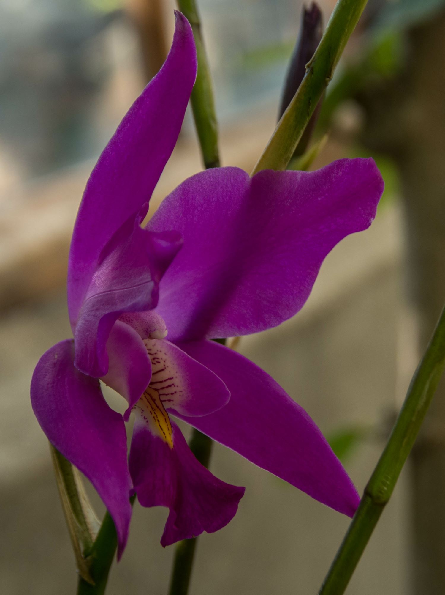 Image of Laelia autumnalis