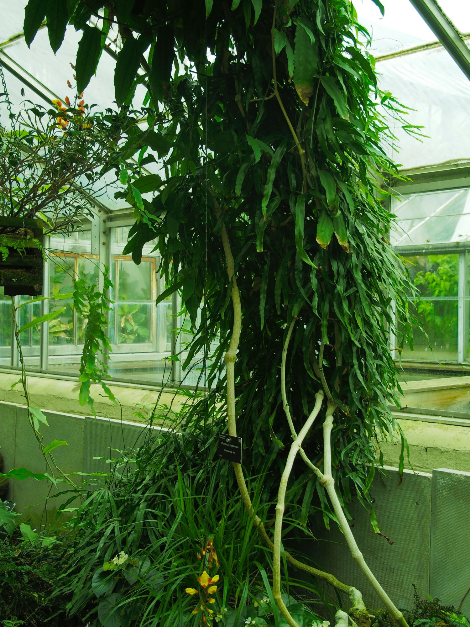 Image of Thunbergia mysorensis
