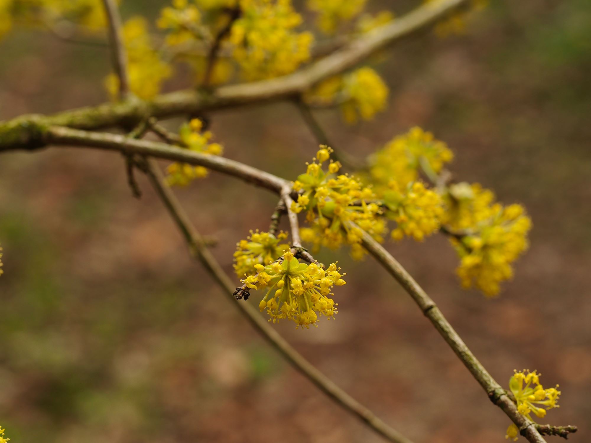 Image of Cornus mas