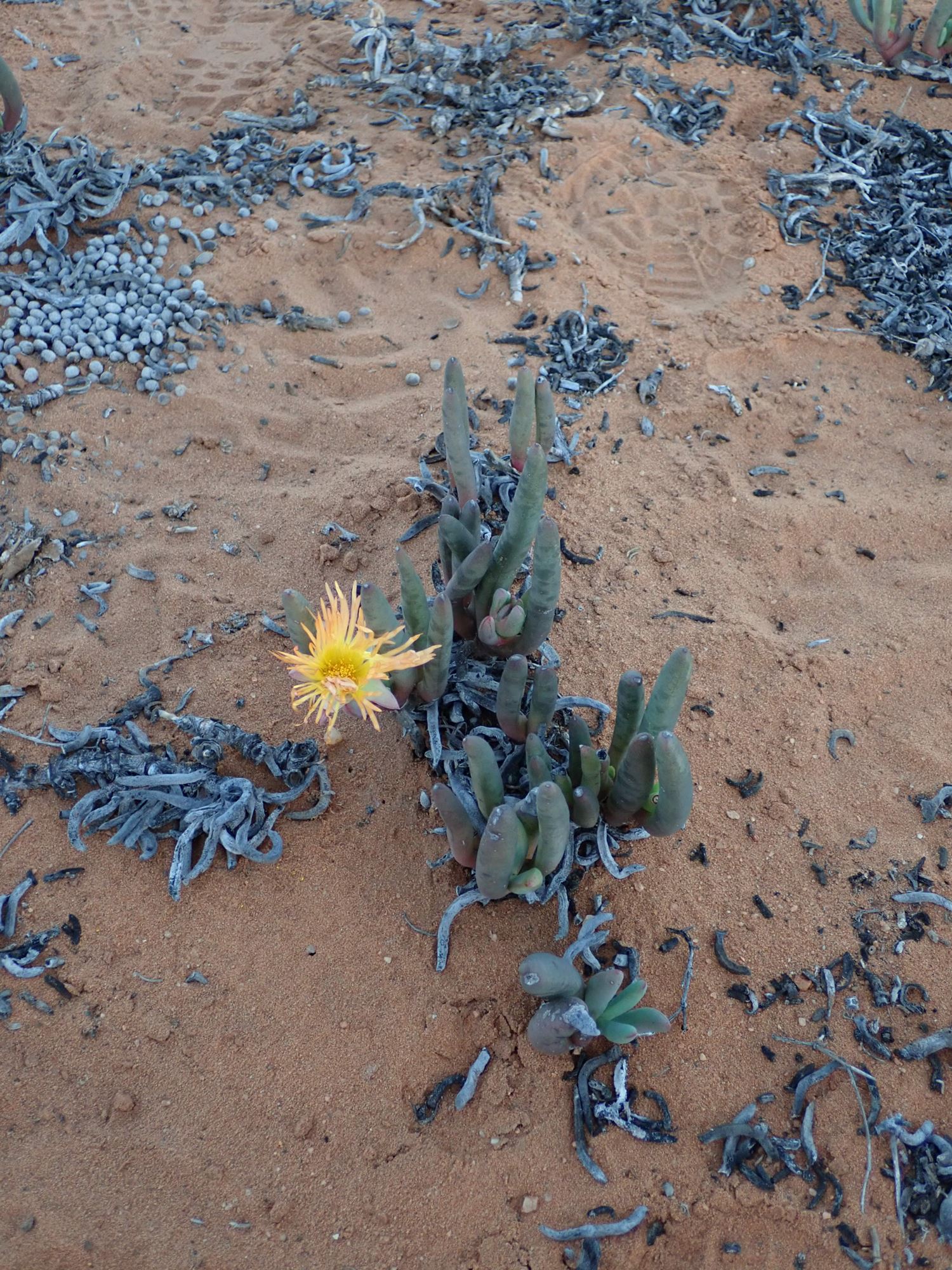 Image of Jordaaniella cuprea