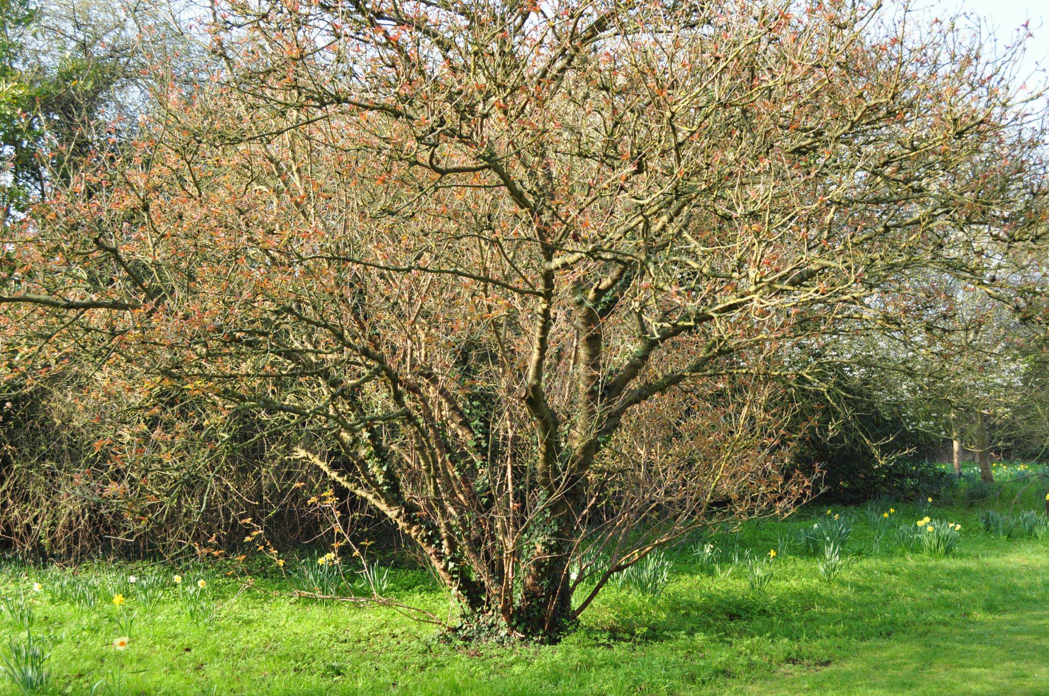 Image of Prunus pseudocerasus var. cantabrigiensis