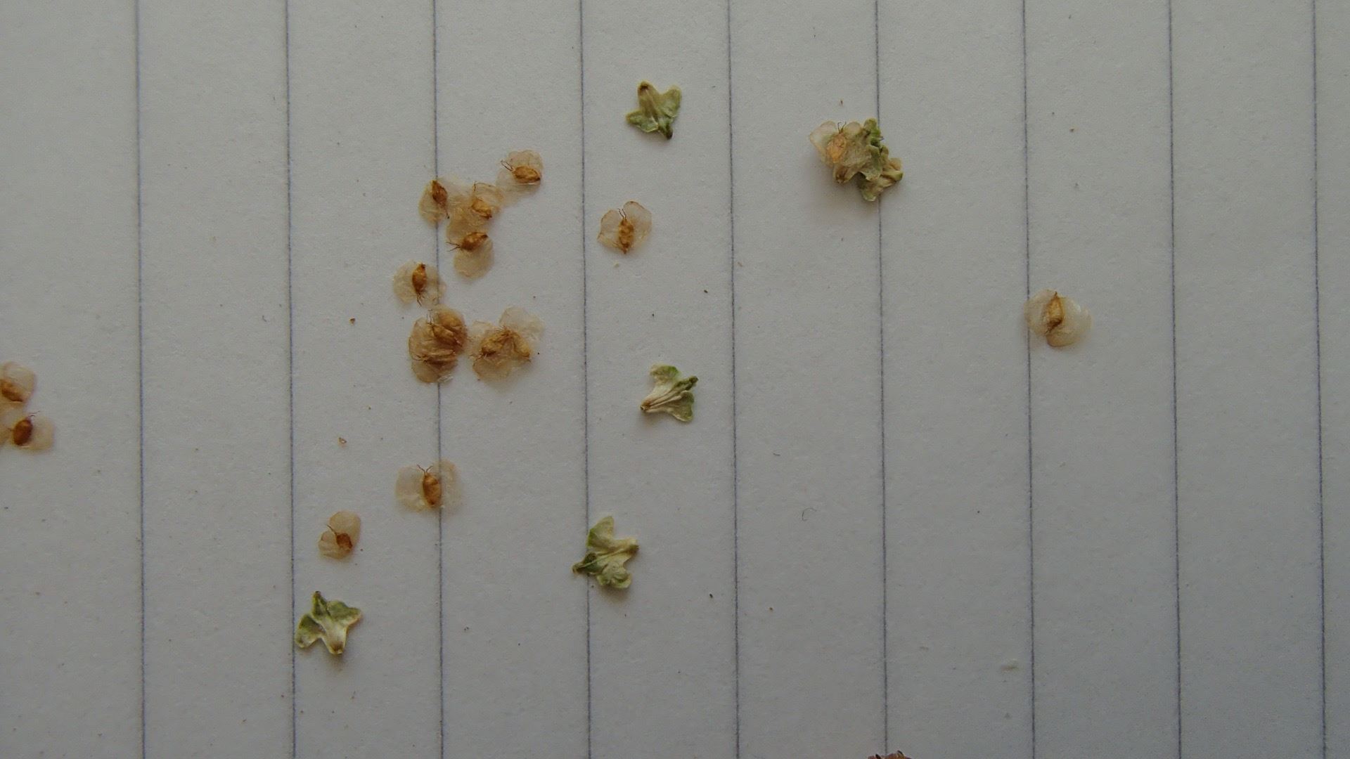Image of Betula pendula subsp. pendula