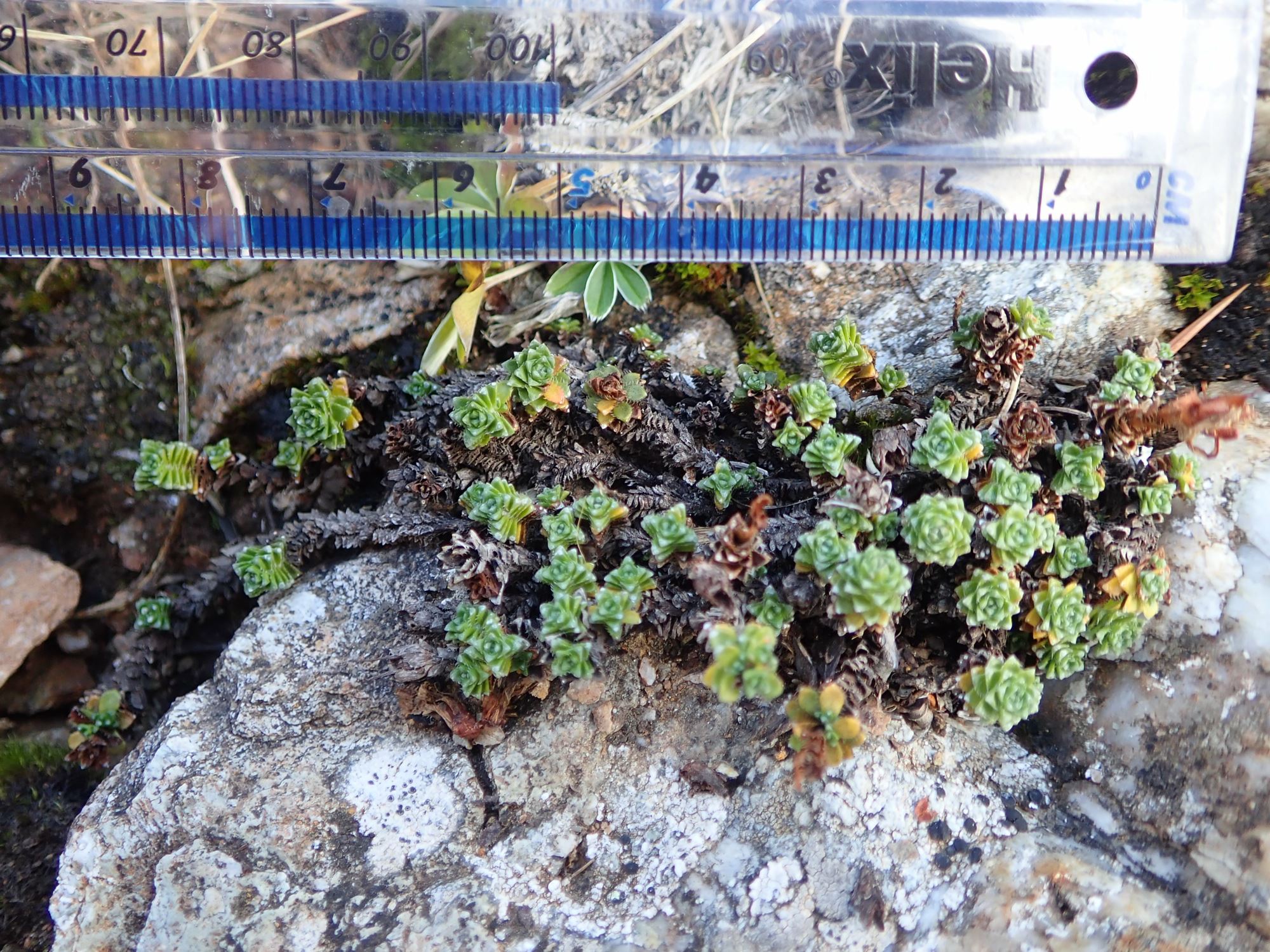 Image of Saxifraga oppositifolia