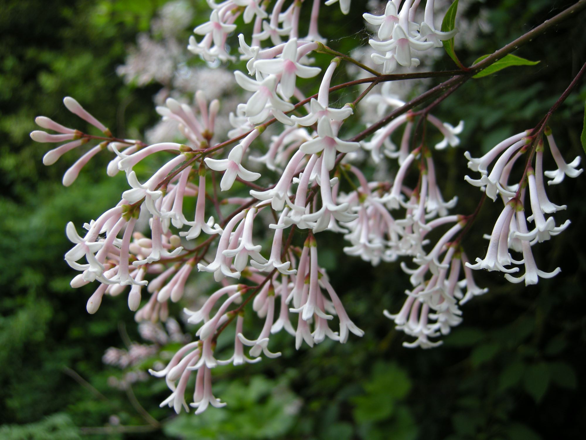 Image of Syringa tomentella subsp. sweginzowii