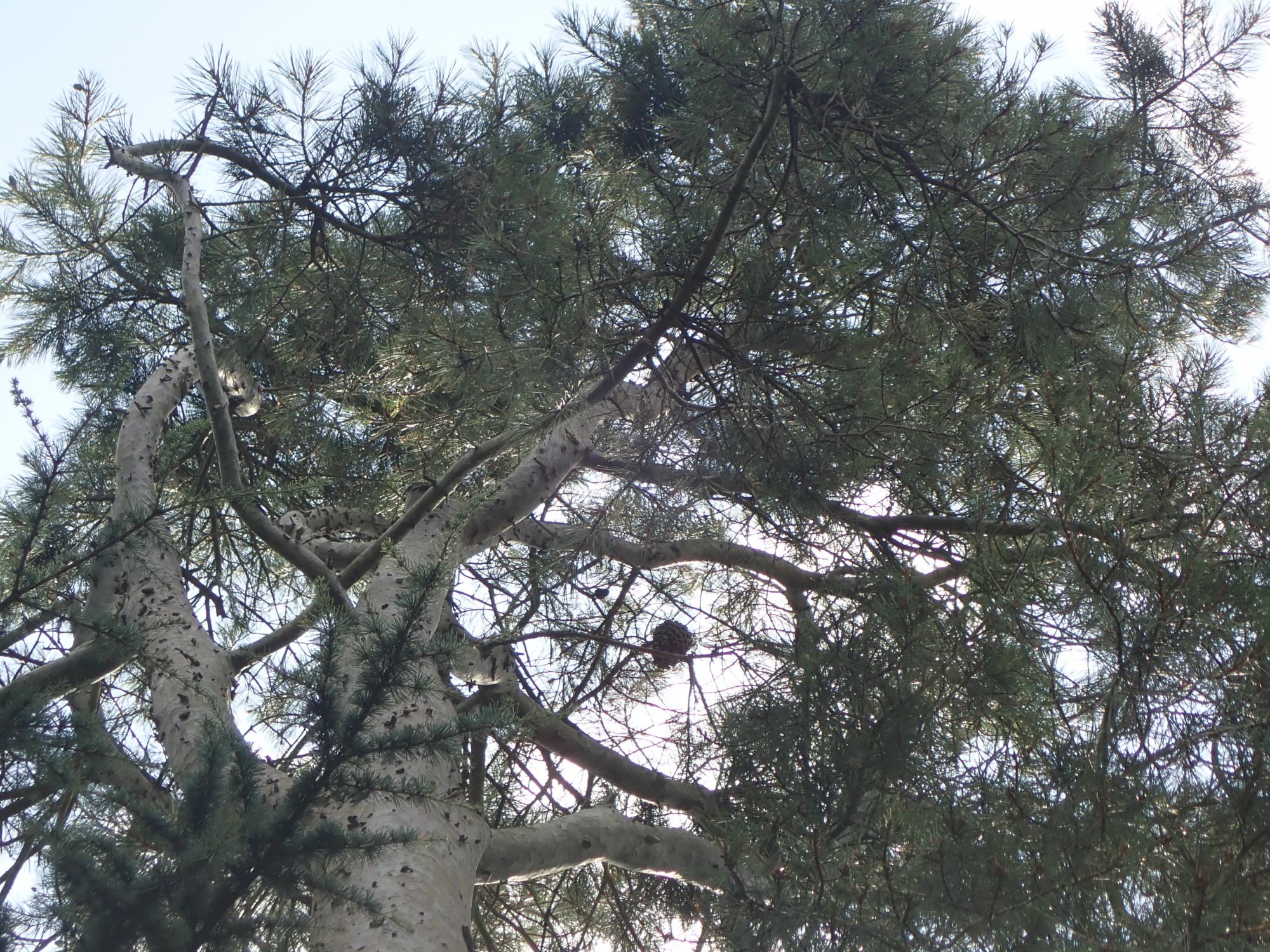 Image of Pinus gerardiana