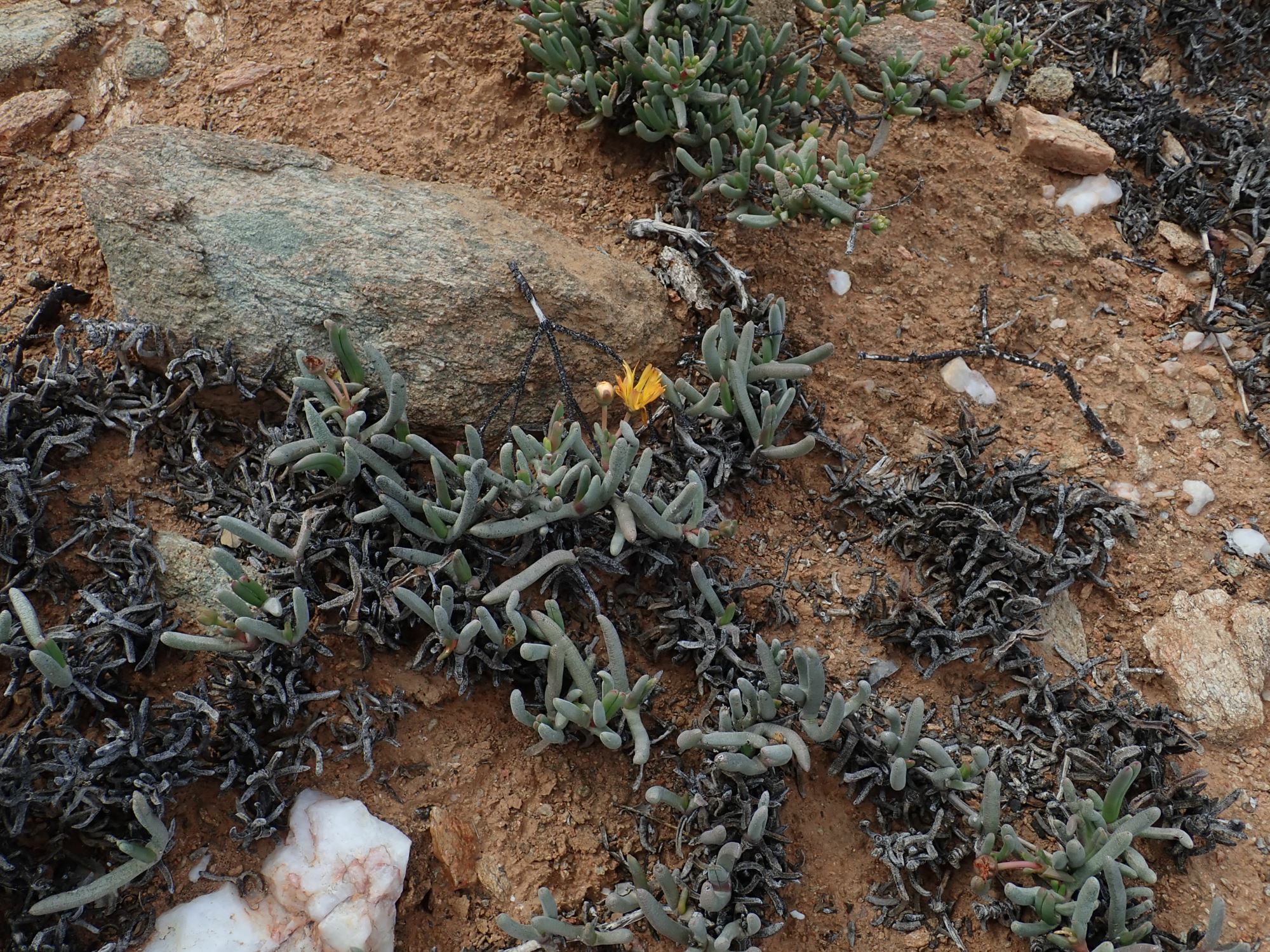Image of Cephalophyllum ebracteatum