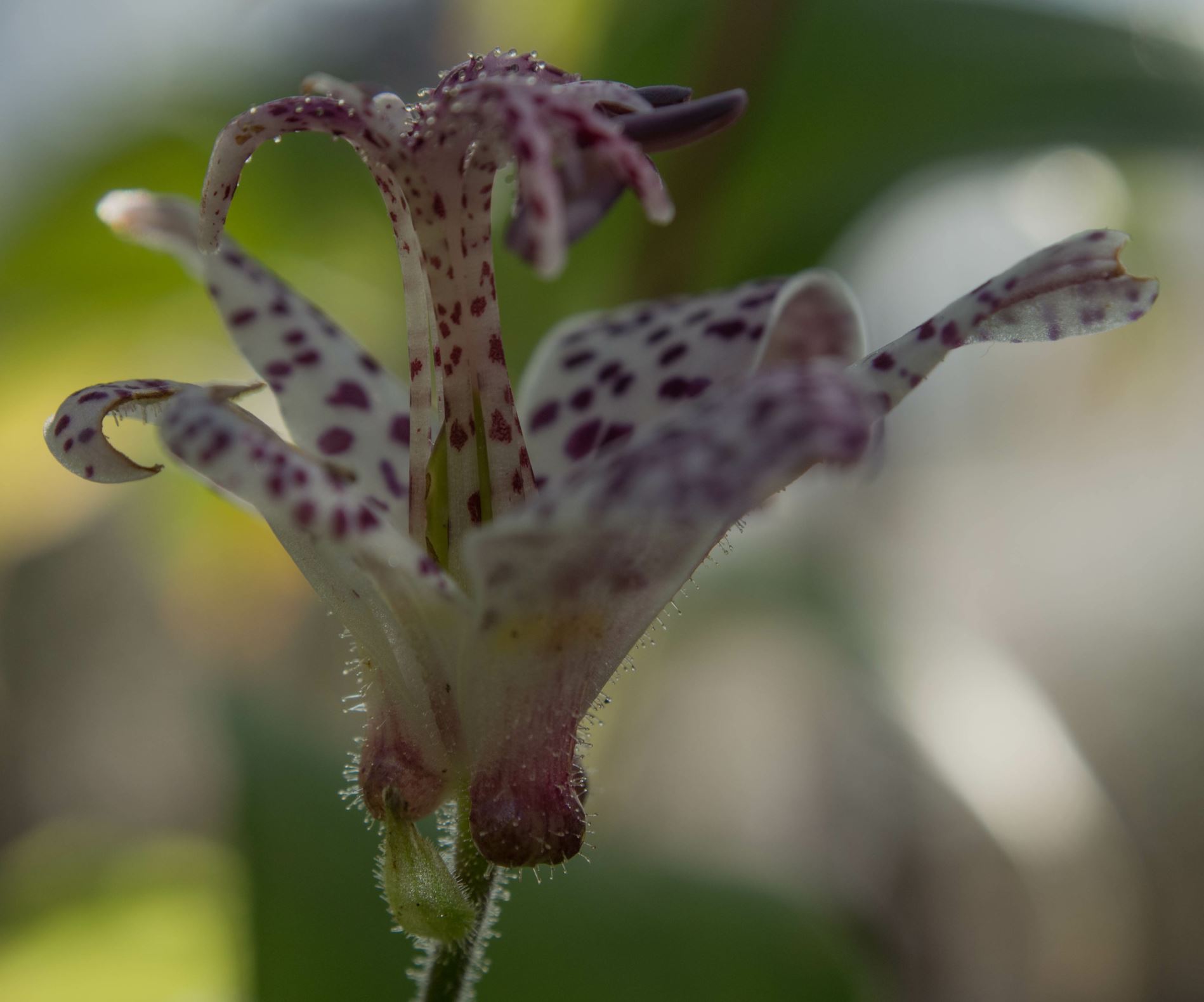 Image of Tricyrtis stolonifera